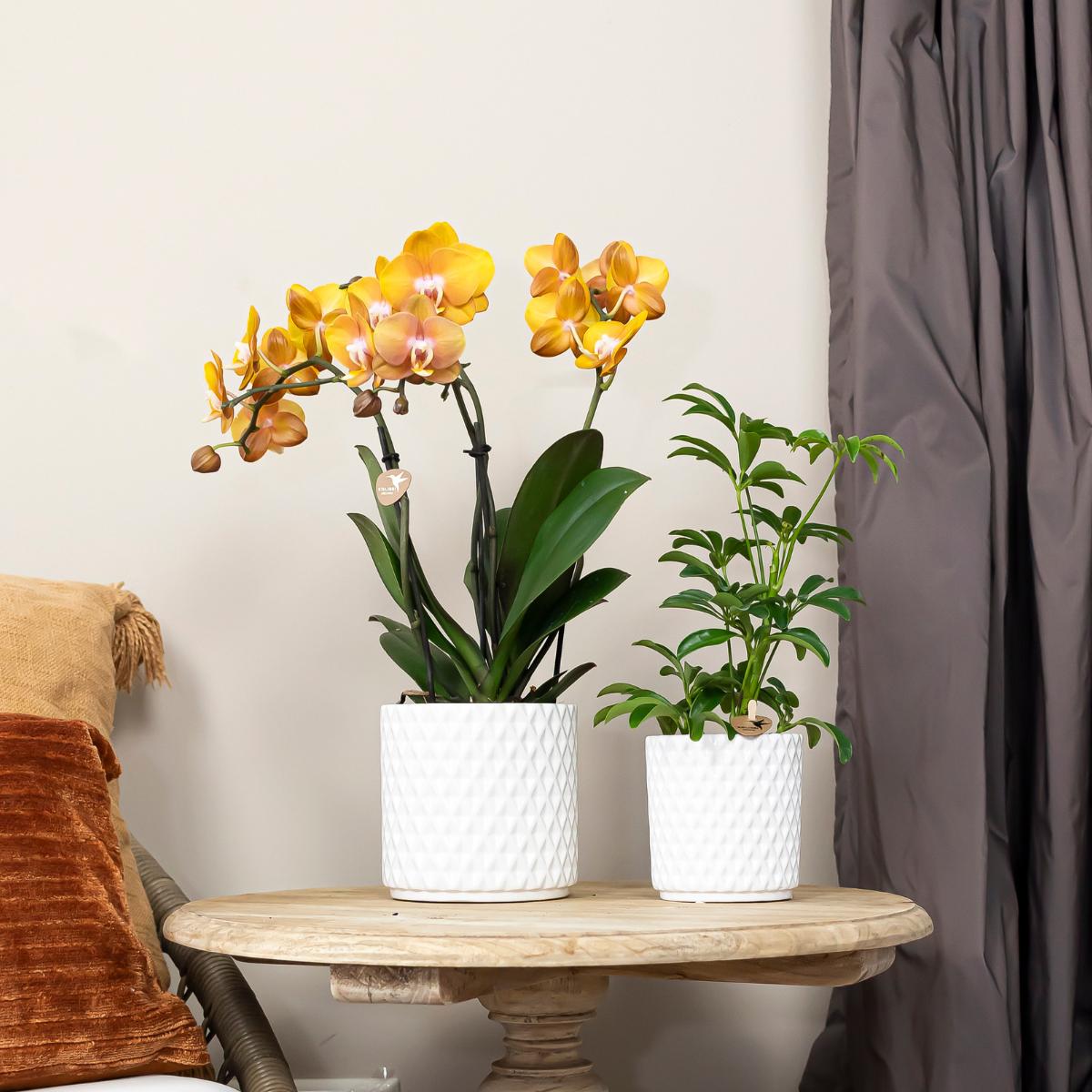 Kolibri Orchids | COMBI DEAL van 4 Phalaenopsis orchideeën - Las Vegas - potmaat Ø12cm | bloeiende kamerplant - vers van de kweker