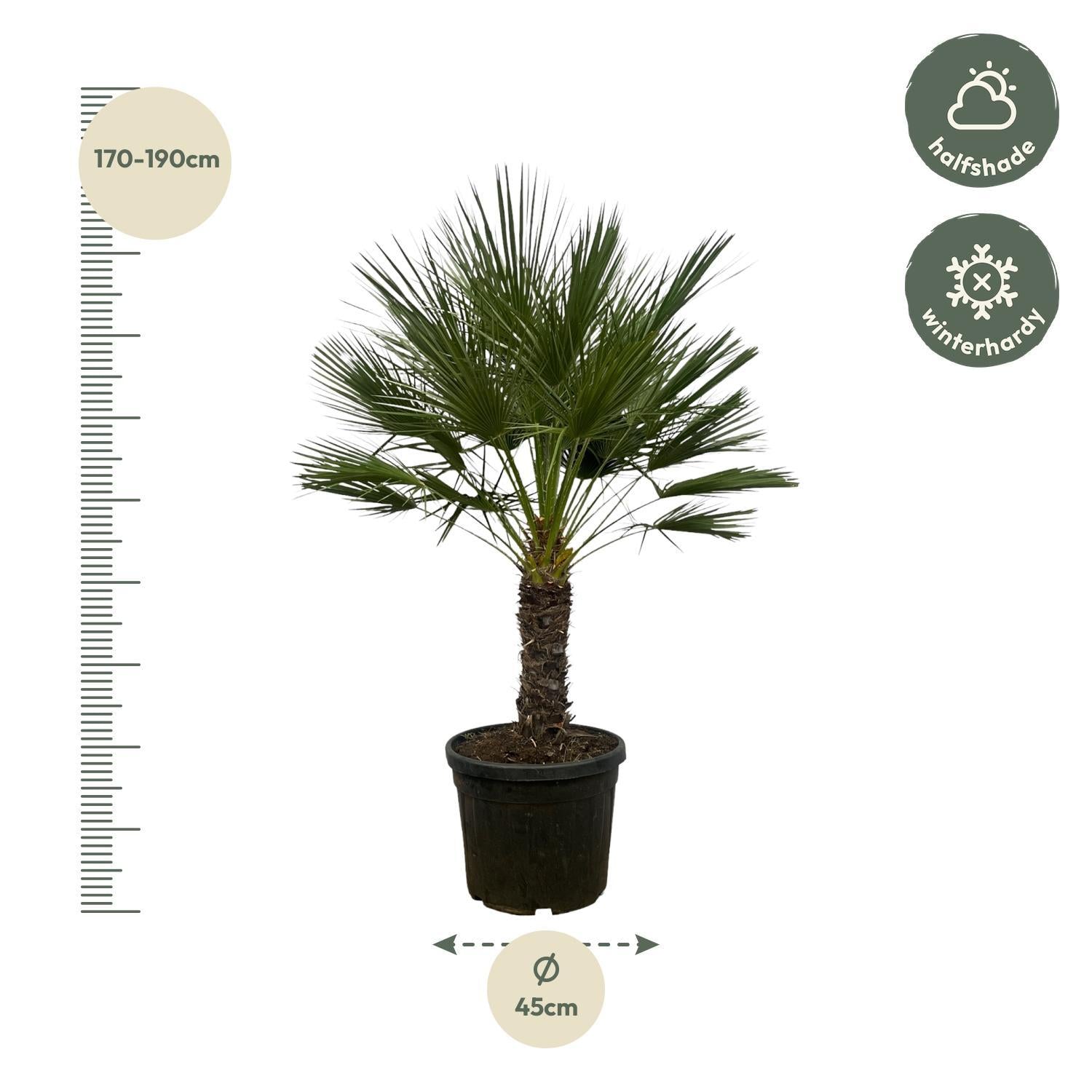 Chamaerops Humilis op stam - 150 cm - Ø45cm