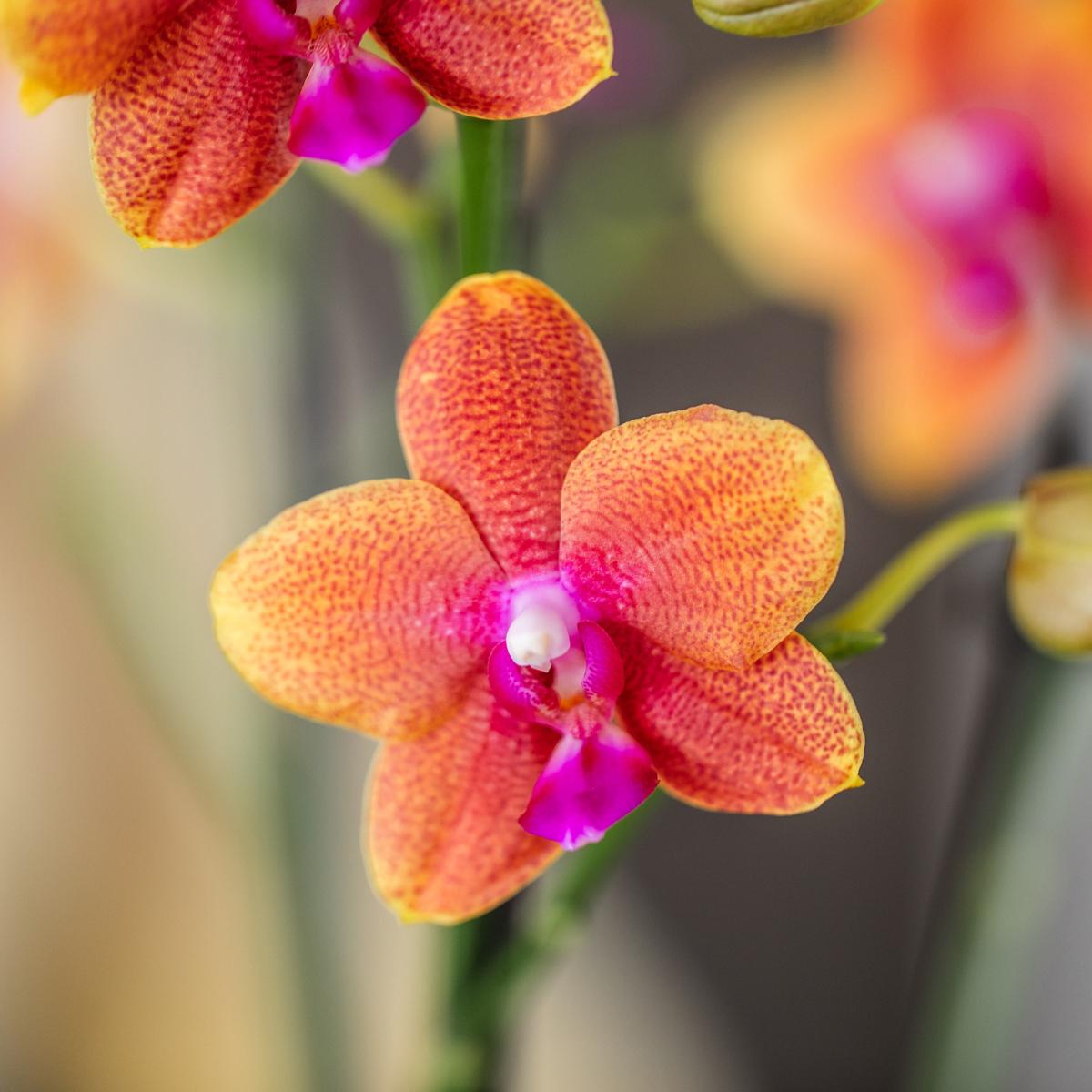 Kolibri Orchids I COMBI DEAL van 4 geurende oranje Phalaenopsis orchideeën - potmaat Ø12cm | bloeiende kamerplant - vers van de kweker