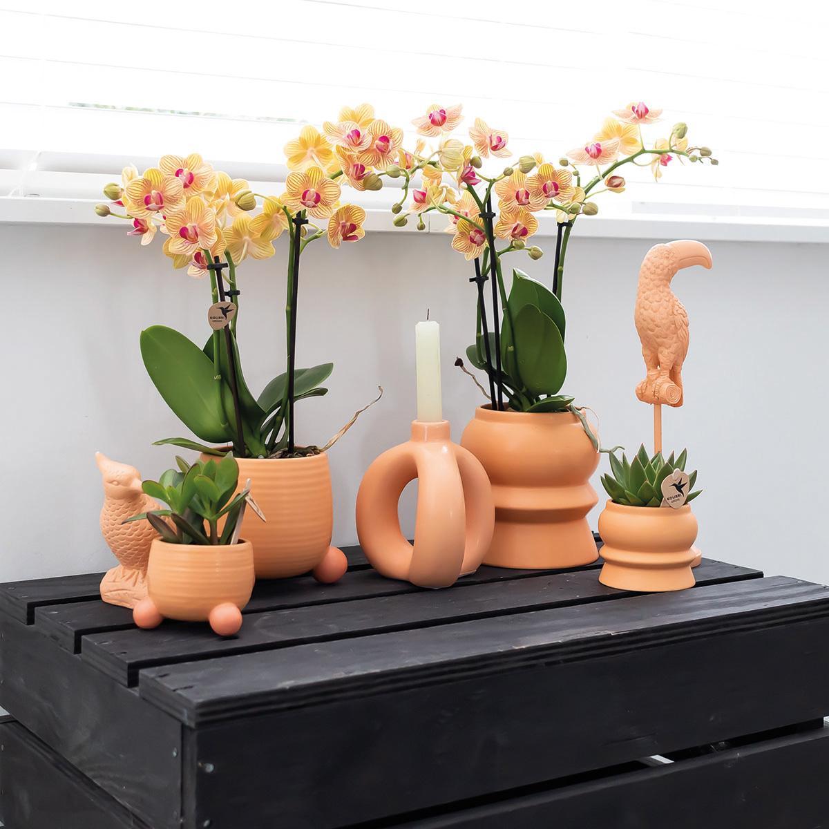 Kolibri Orchids | Oranje Phalaenopsis orchidee – Jamaica + Rolling sierpot peach – potmaat Ø9cm – 35cm hoog | bloeiende kamerplant in bloempot - vers van de kweker