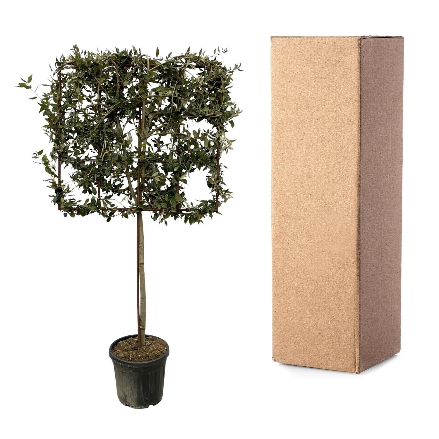 Quercus ilex boom op rek - 225 cm - Ø40cm