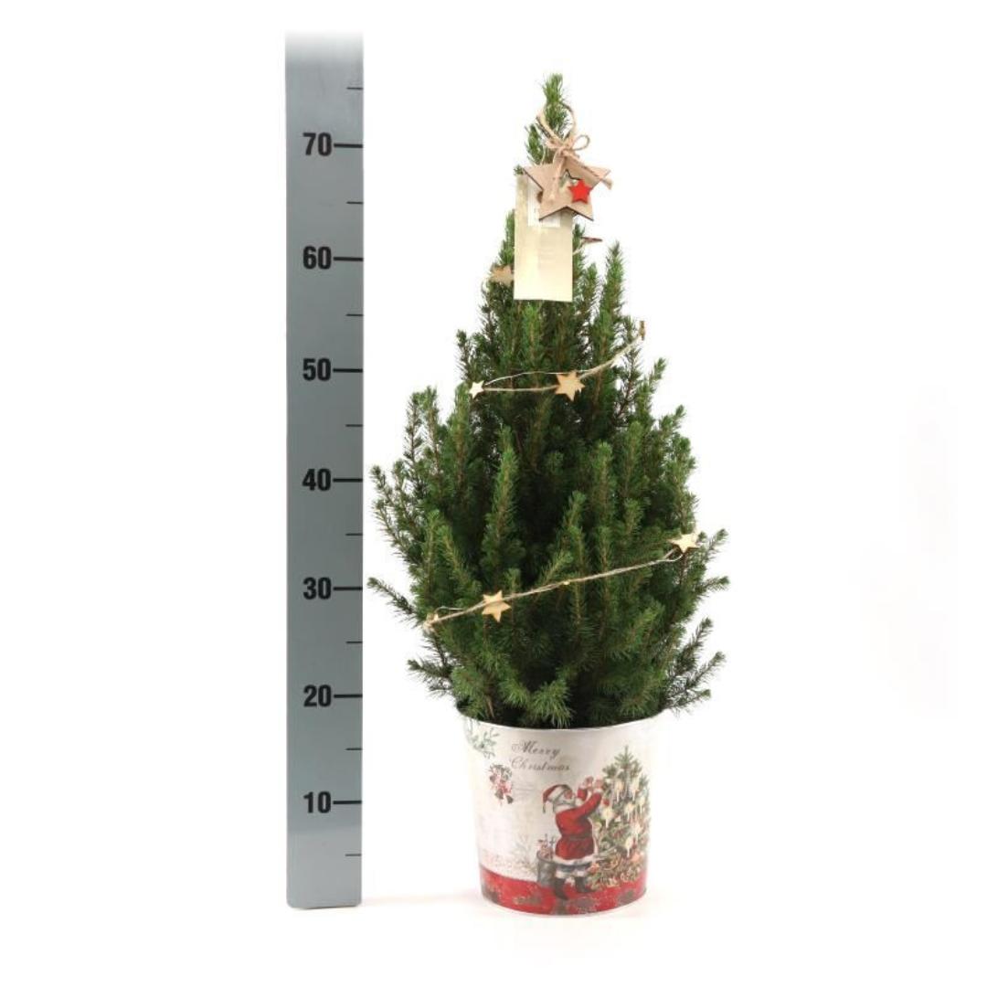 Kleine Kerstboom in Kerstmis sierpot - 70 cm - Picea Glauca Conica - Star lighting including batteries