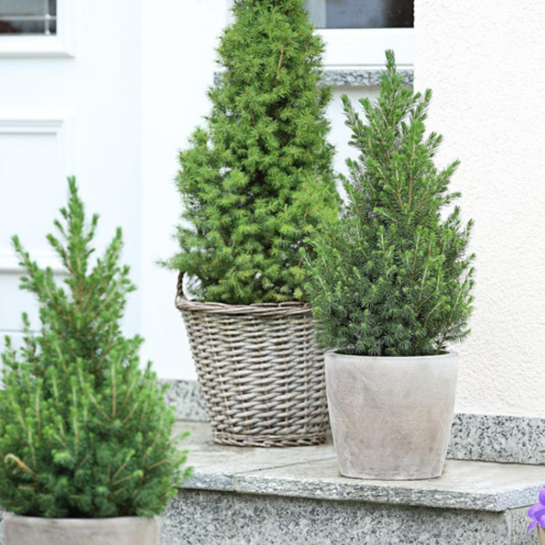 Kleine Kerstboom pot Ø19 cm - ca. 70 cm hoogte - Picea glauca Conica