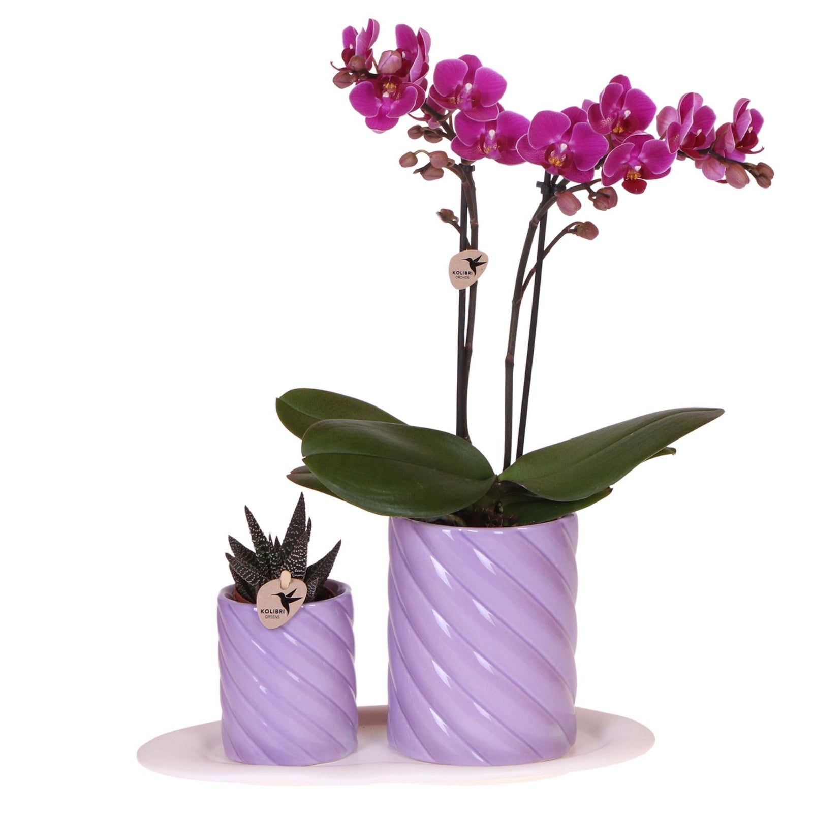 Kolibri Orchids | Gift set Optimism small lila | Groene plant met oranje Phalaenopsis orchidee in Candy sierpotten op wit organisch dienblad