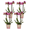 Kolibri Orchids | COMBI DEAL van 4 roze paarse phalaenopsis orchideeën - El Salvador - potmaat Ø9cm | bloeiende kamerplant - vers van de kweker