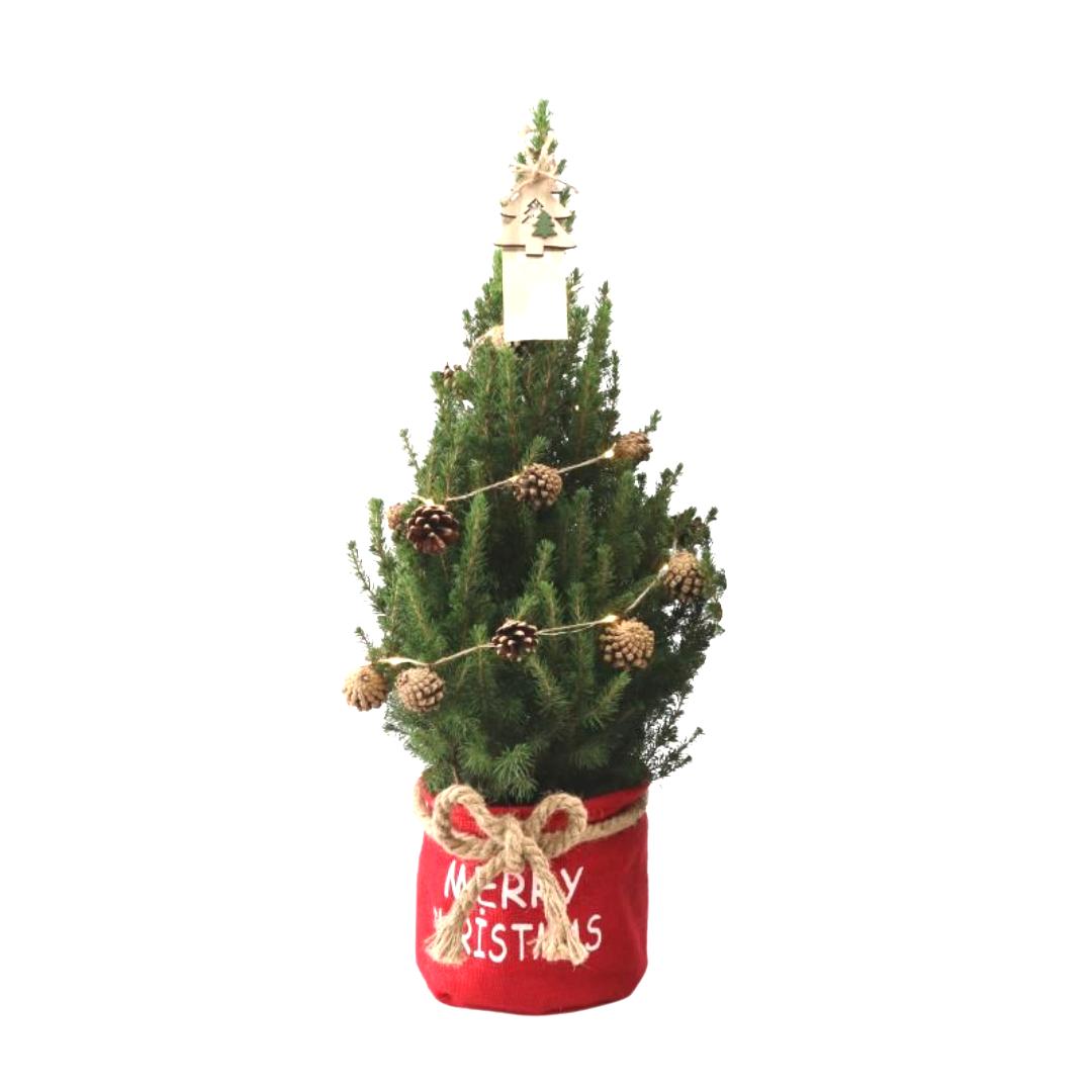 Kleine Kerstboom in Xmas Bag rood - 70 cm - Picea Glauca Conica - Pine cone lighting including batteries