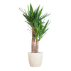 Yucca Elephantipes met Viber wit - 90cm - Ø21