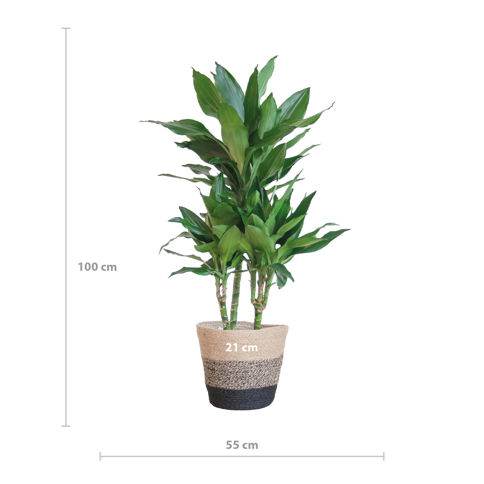 Dracaena  Janet Lindt met Mand Lissabon zwart - 95cm - Ø21