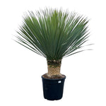 Yucca Rostrata - 140 cm - Ø50cm