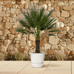 Chamaerops Humilis op stam - 150 cm - Ø45cm