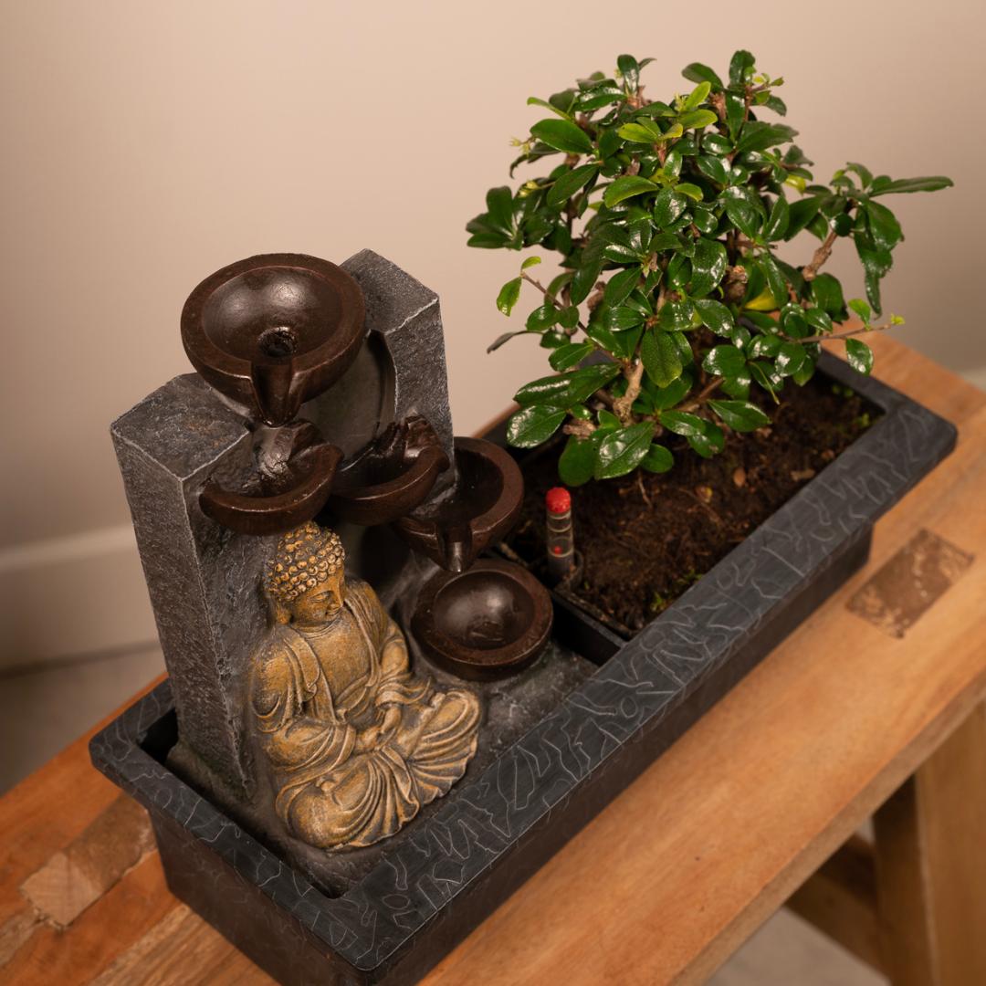 Bonsai Waterval (budha) - 30cm - Ø15