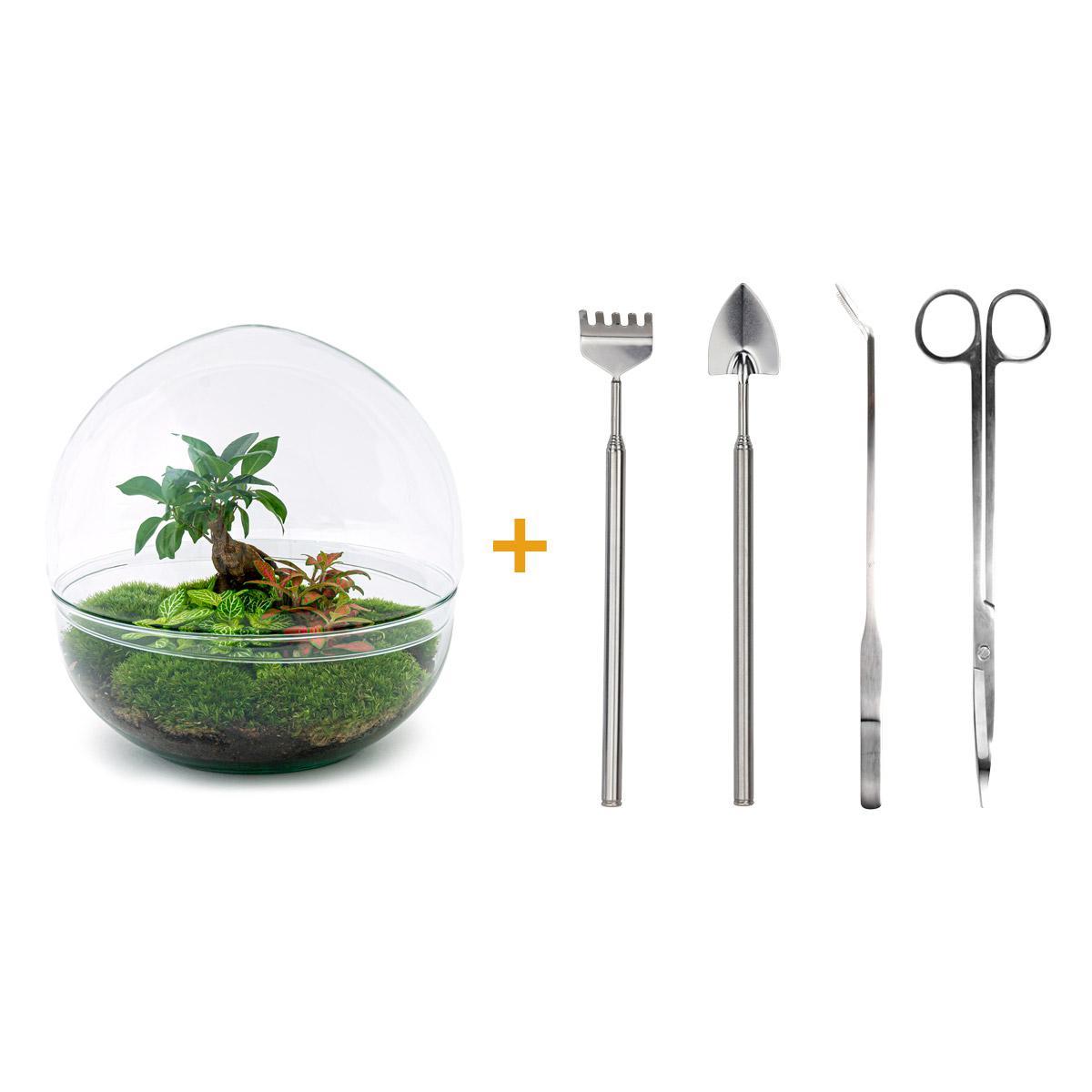 DIY terrarium - Dome XL - Ficus Ginseng Bonsai - ↑ 30 cm