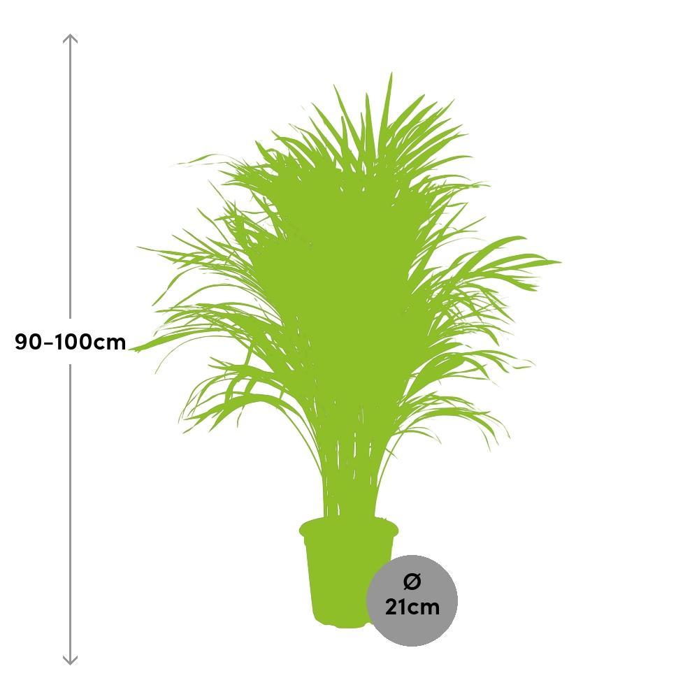 Ø21cm - ↕100cm