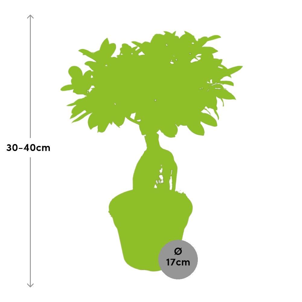 Ø17cm - ↕40cm