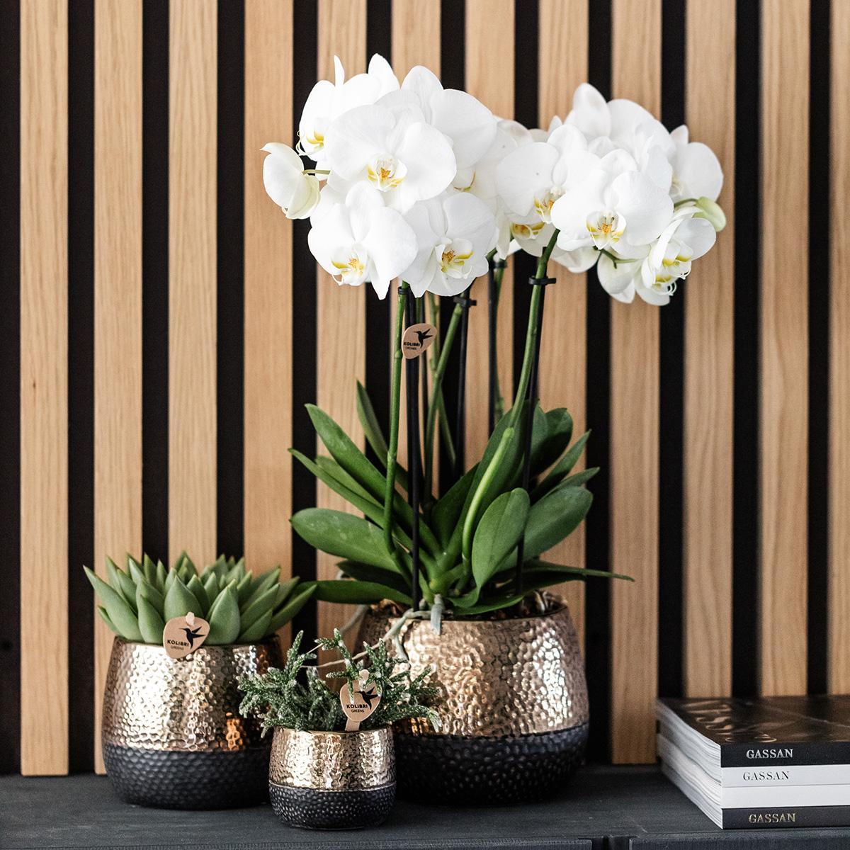 Kolibri Orchids | geel rode Phalaenopsis orchidee – Spain + Elite sierpot copper – potmaat Ø9cm – 40cm hoog | bloeiende kamerplant in bloempot - vers van de kweker