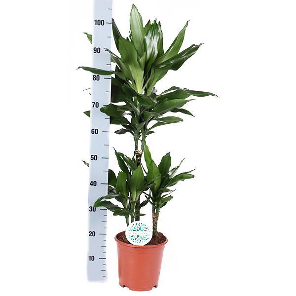 Dracaena Janet Lind Ø21cm - ↕90cm in Boule TAUPE pot