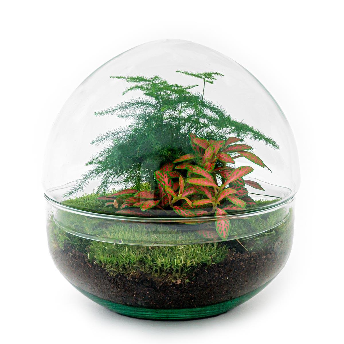 DIY terrarium - Dome Red - ↑ 20 cm  + Rake + Shovel + Tweezer + Scissors