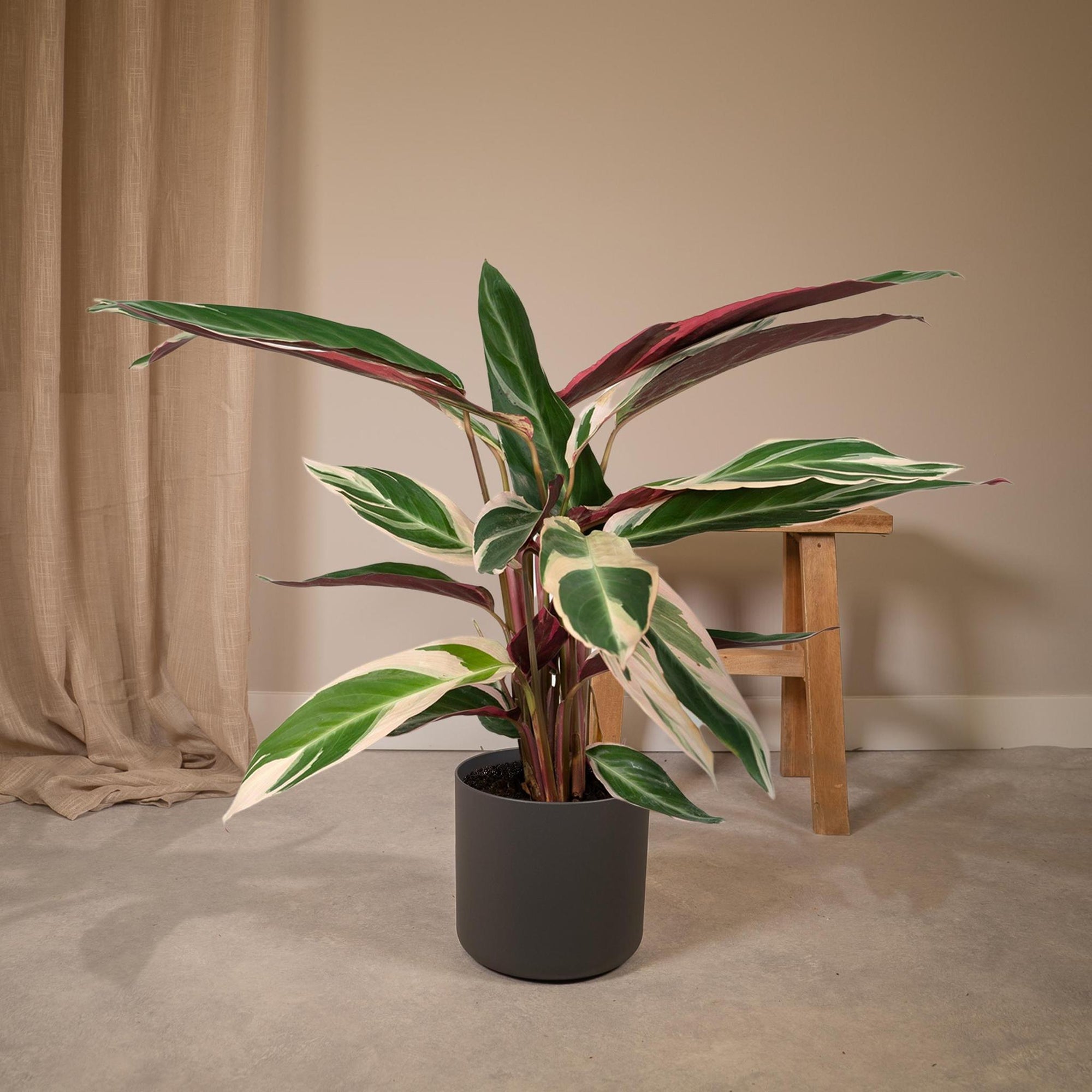 Calathea Triostar - Pauwenplant - 70cm - Ø19