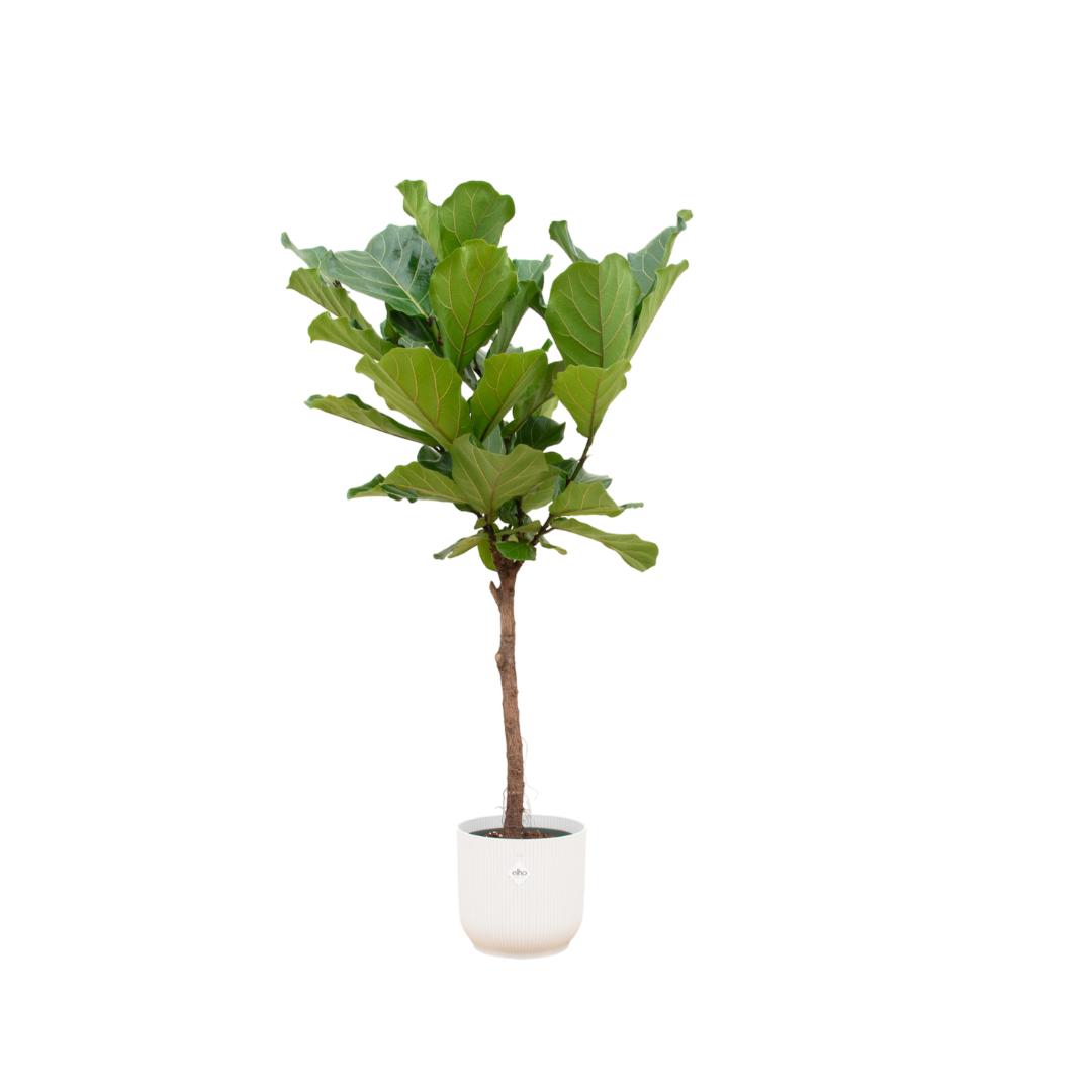 Combi deal - Ficus Lyrata op stam inclusief elho Vibes Fold Round wit Ø30 - 170 cm