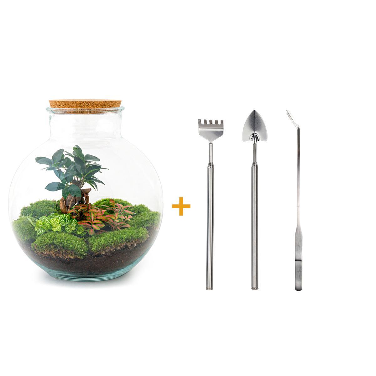 DIY terrarium - Bolder Bob Bonsai - ↑ 30 cm + Rake + Shovel + Tweezer