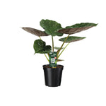 Alocasia Wentii - Olifantsoor - 70cm - Ø19