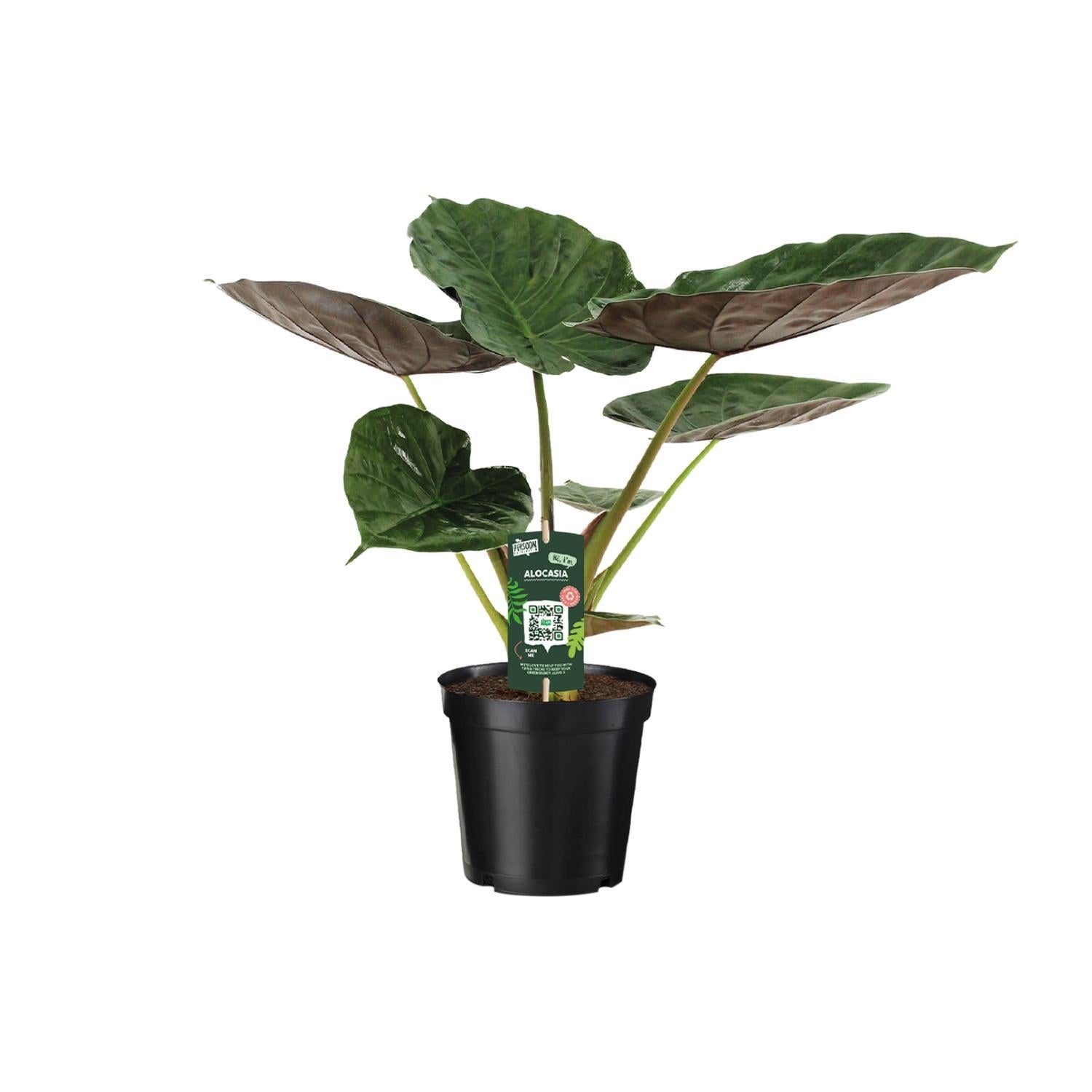 Alocasia Wentii - Olifantsoor - 70cm - Ø19