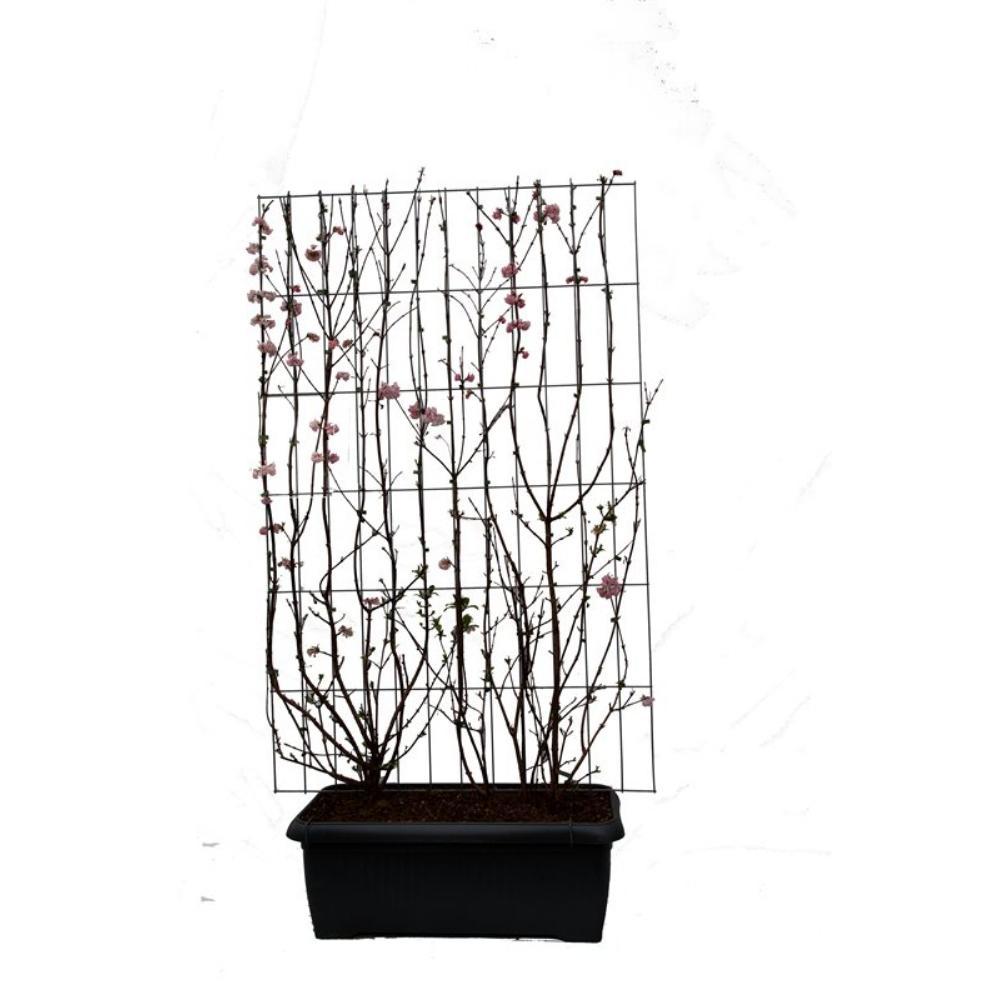 Viburnum bodn. 'Dawn' - ↨180cm - 1 stuks