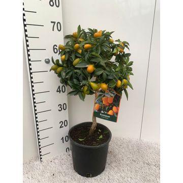 Citrus Kumquat on stem - 75cm - Ø21