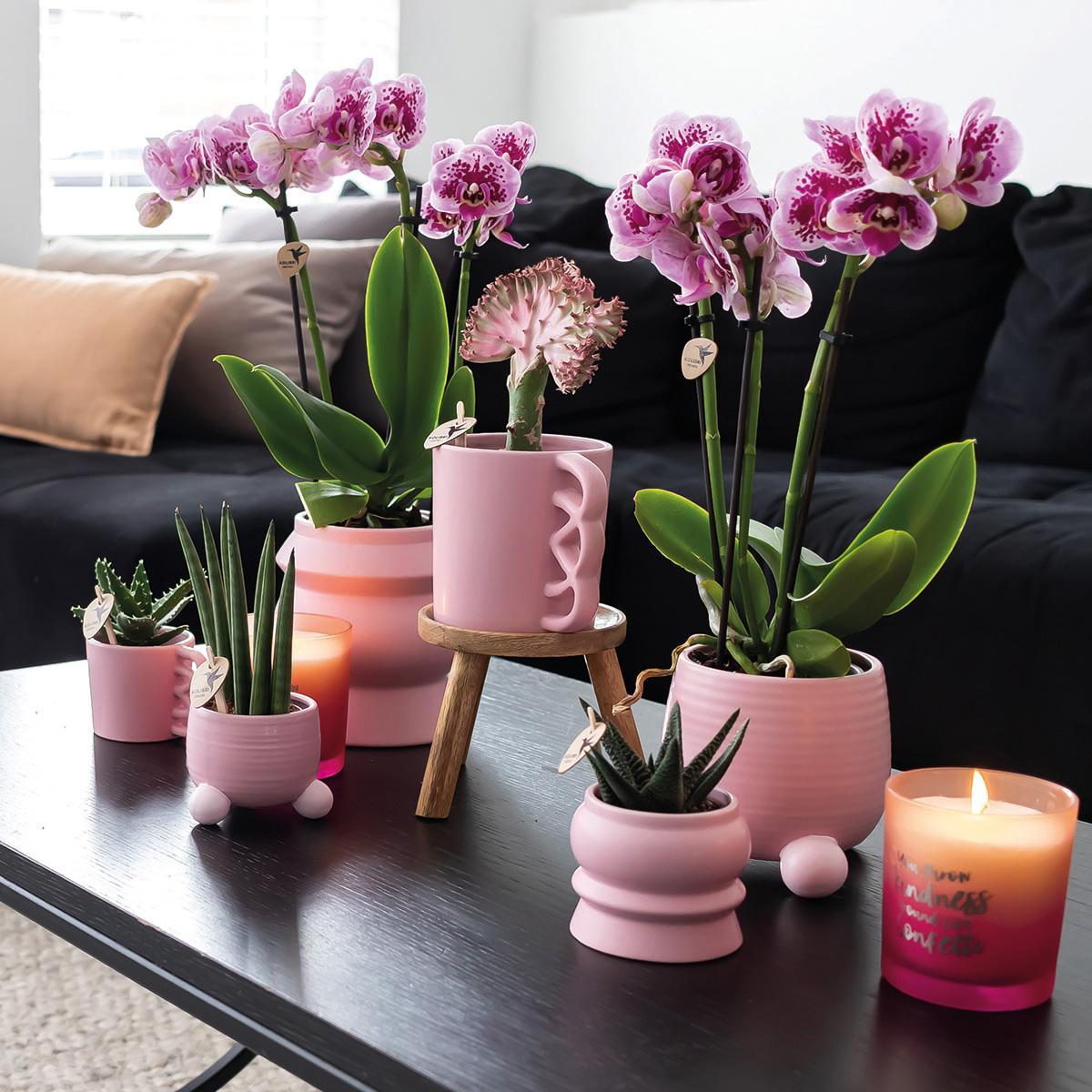 Kolibri Orchids | COMBI DEAL van 2 roze paarse phalaenopsis orchideeën - El Salvador - potmaat Ø9cm | bloeiende kamerplant - vers van de kweker