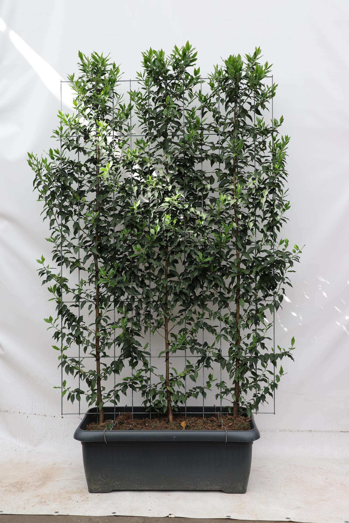 Prunus l. 'Angustifolia' - ↨180cm - 1 stuks