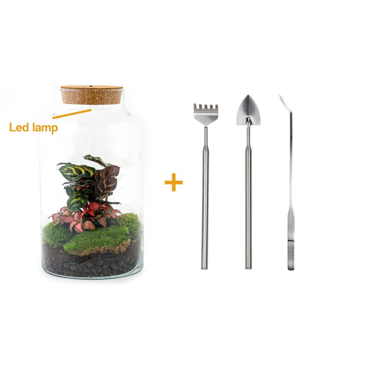 DIY terrarium - Milky Calathea with Light - ↑ 31 cm + Rake + Shovel + Tweezer