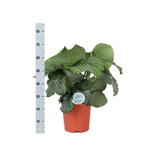 Calathea Orbifolia Ø21cm - ↕70cm in VIBES blue pot