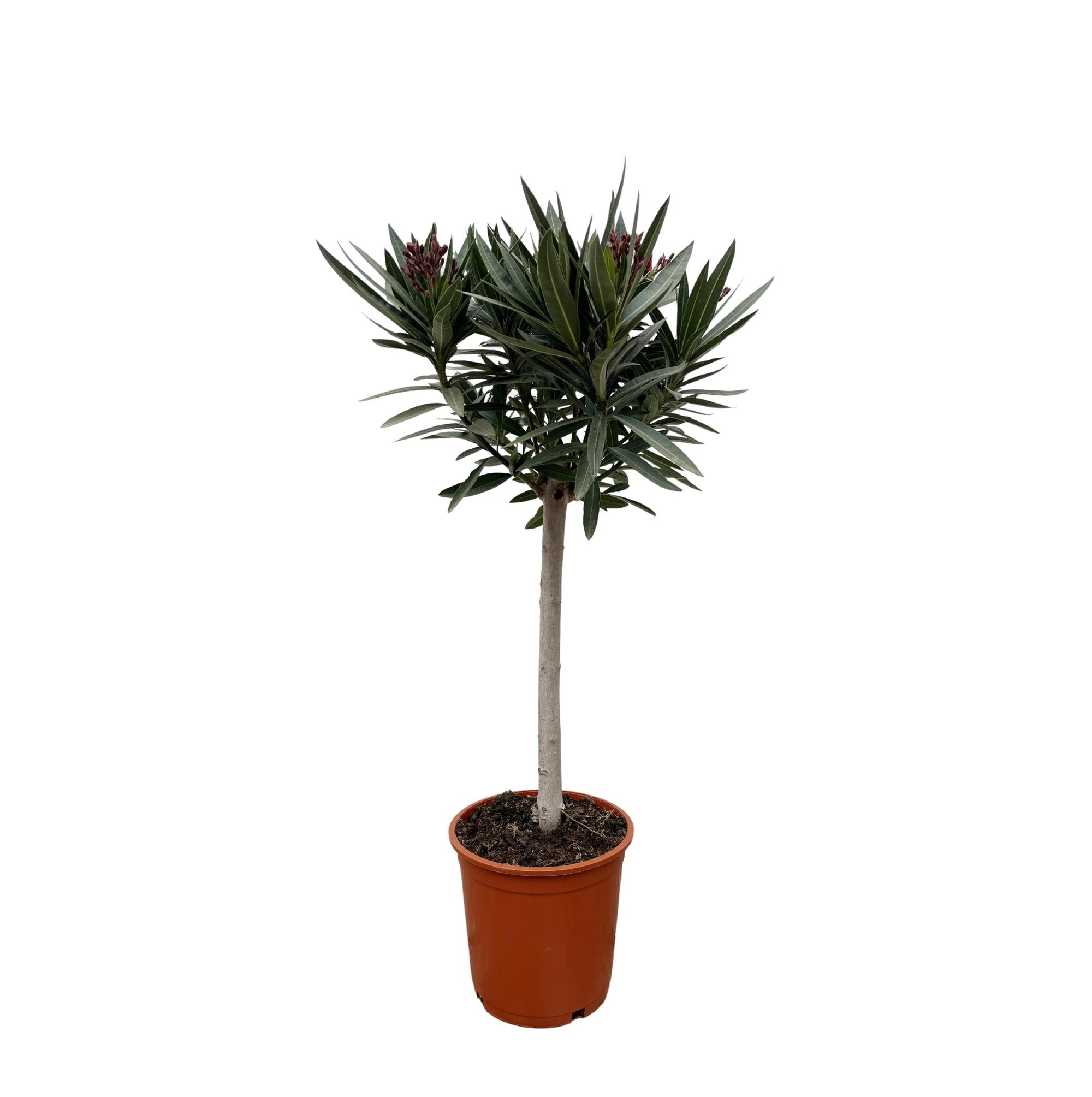 Nerium Oleander op stam met rode bloem - 90cm - Ø30