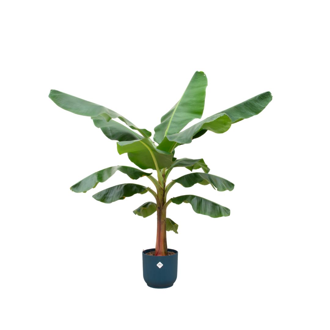 Combi deal - Bananenplant (Musa) inclusief elho Vibes Fold Round blauw Ø30 - 150 cm