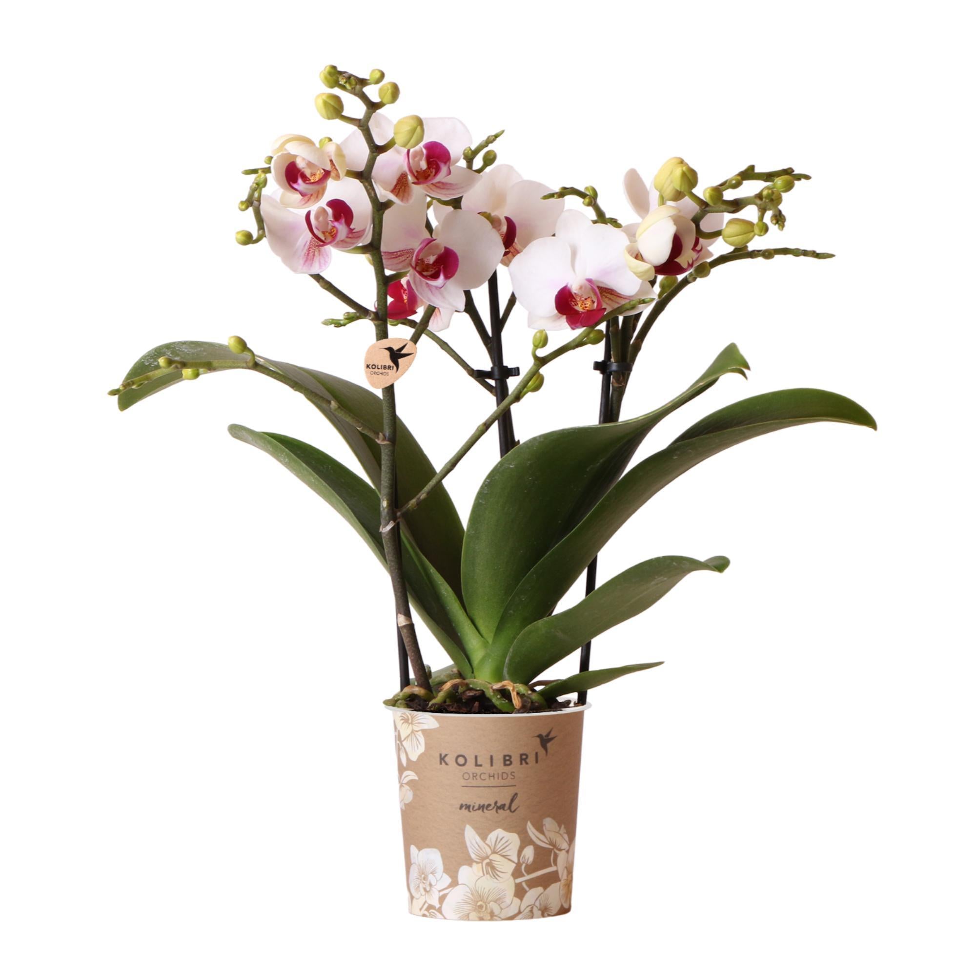 Kolibri Orchids | Witte Phalaenopsis orchidee - Mineral Gibraltar -  potmaat Ø9cm | bloeiende kamerplant - vers van de kweker