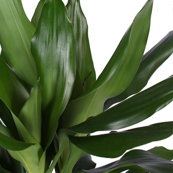 Dracaena Janet Lind Ø21cm - ↕90cm in Vibes ROZE pot