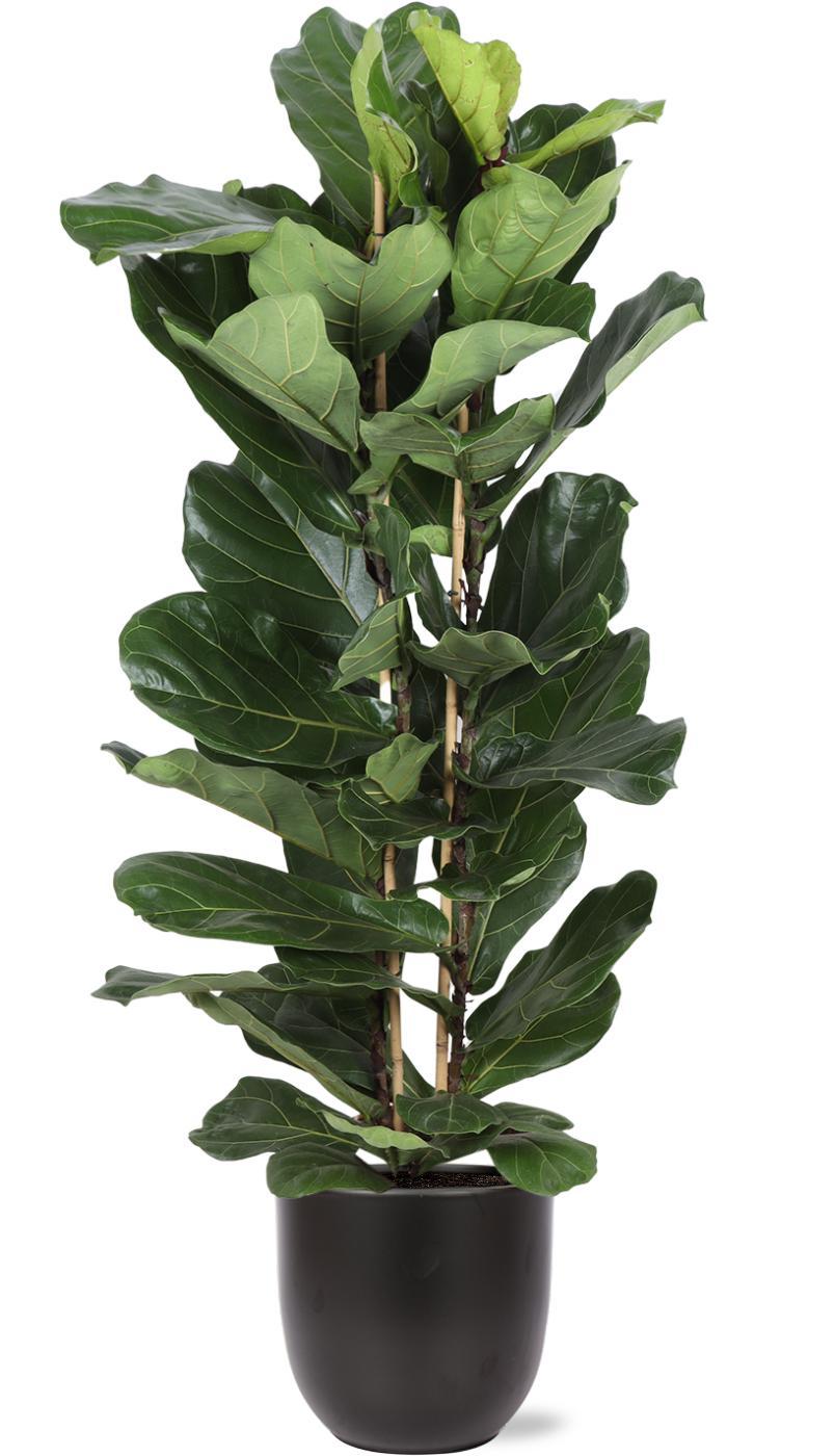 Ficus Lyrata Ø27cm ↕140cm in Boule ANTRACIET pot