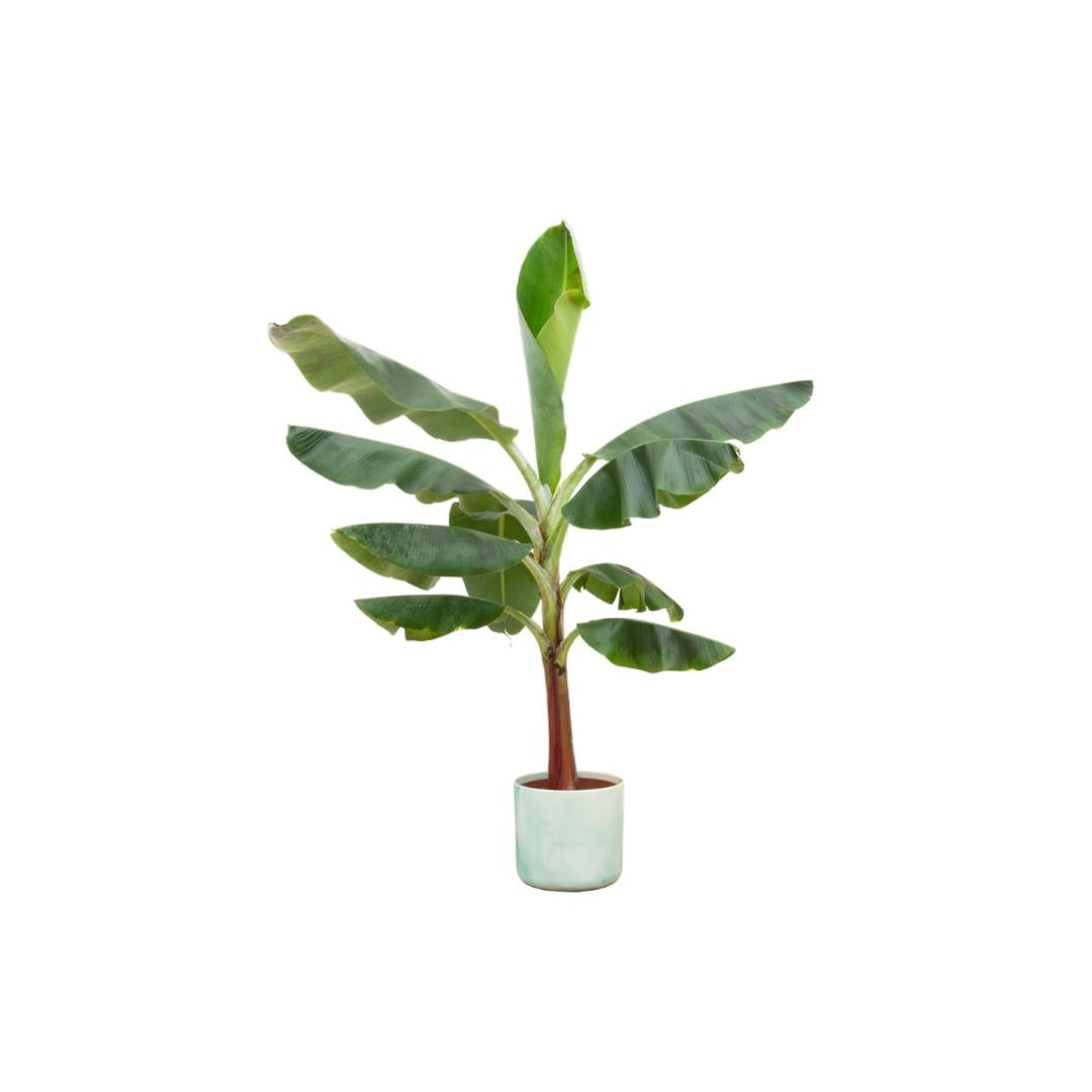 Combi deal - Bananenplant (Musa) inclusief Ocean Round pacifisch groen Ø22 - 120 cm