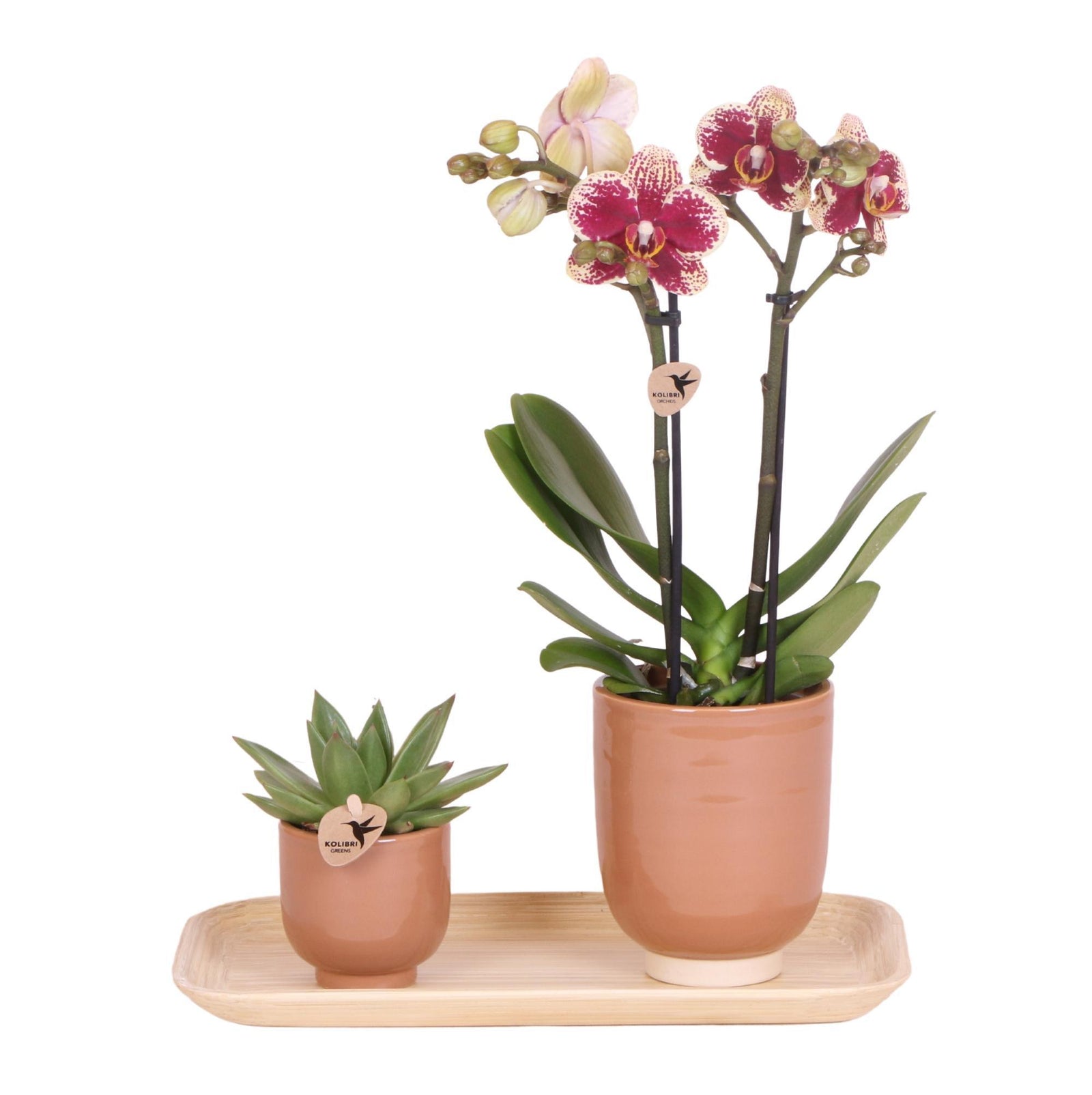 Kolibri Orchids | Plantenset Colonial green congnac small| Groene planten met Phalaenopsis orchidee in Colonial green cognac sierpotten en bamboe dienblad