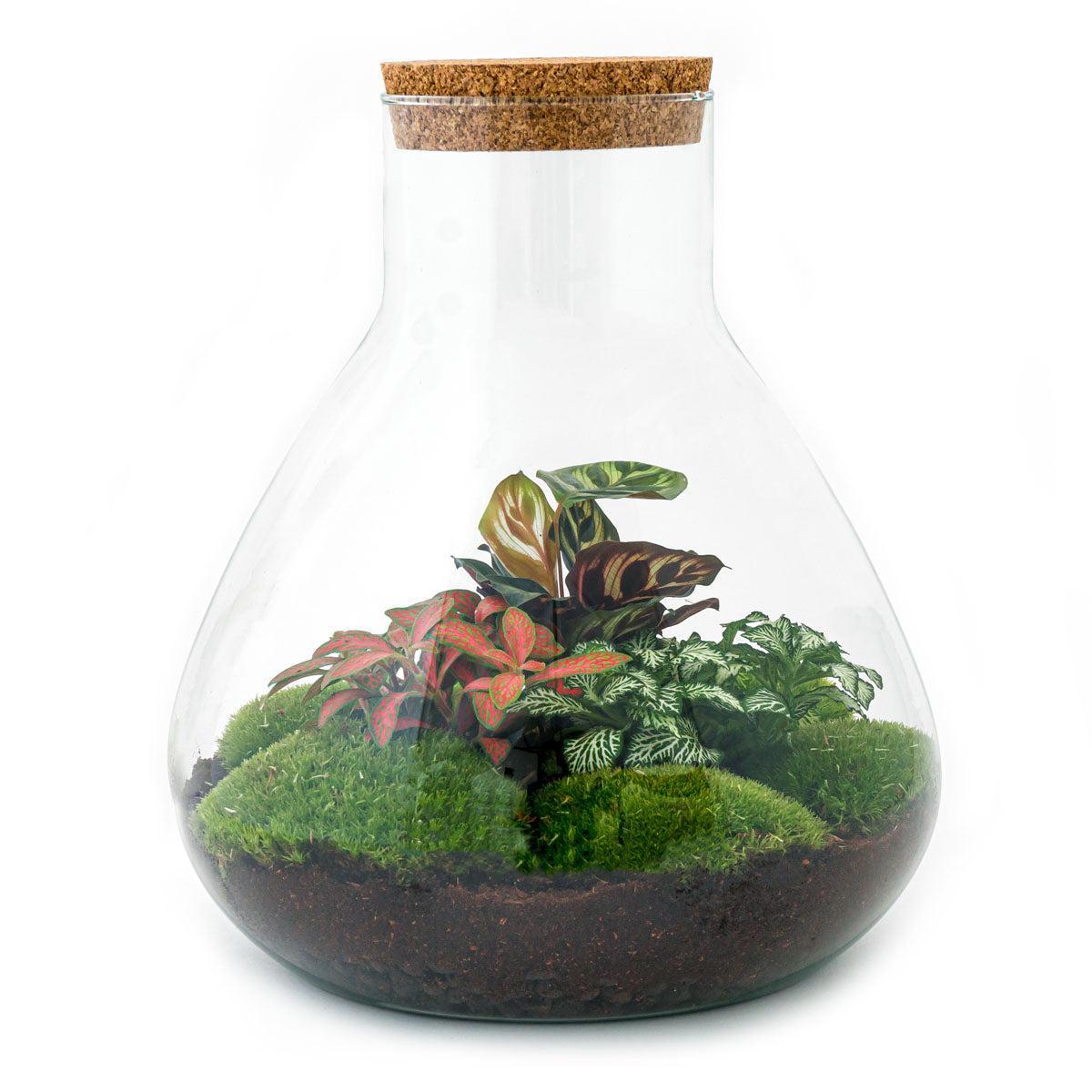 DIY terrarium - Sam XL Rood - ↑ 35 cm