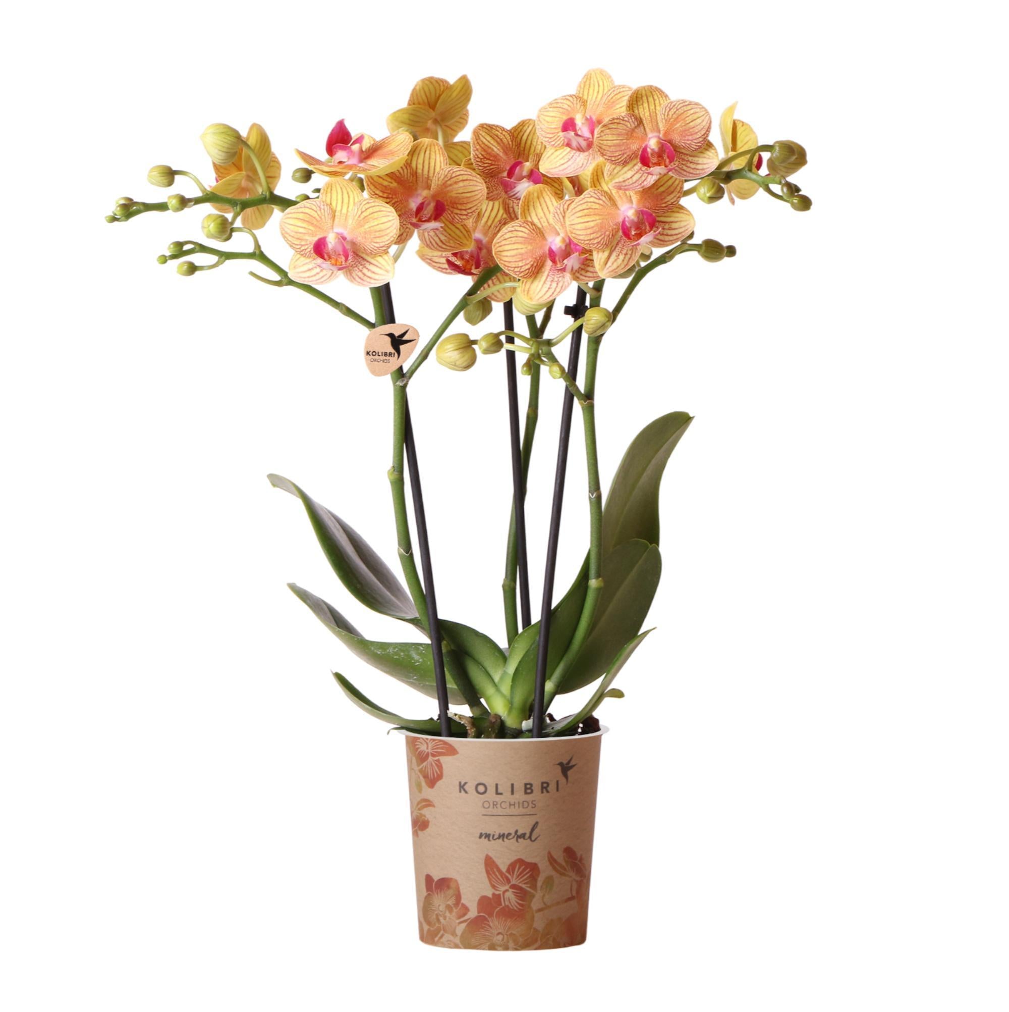 Kolibri Orchids | oranje Phalaenopsis orchidee - 35cm hoog - potmaat Ø9cm | bloeiende kamerplant - vers van de kweker