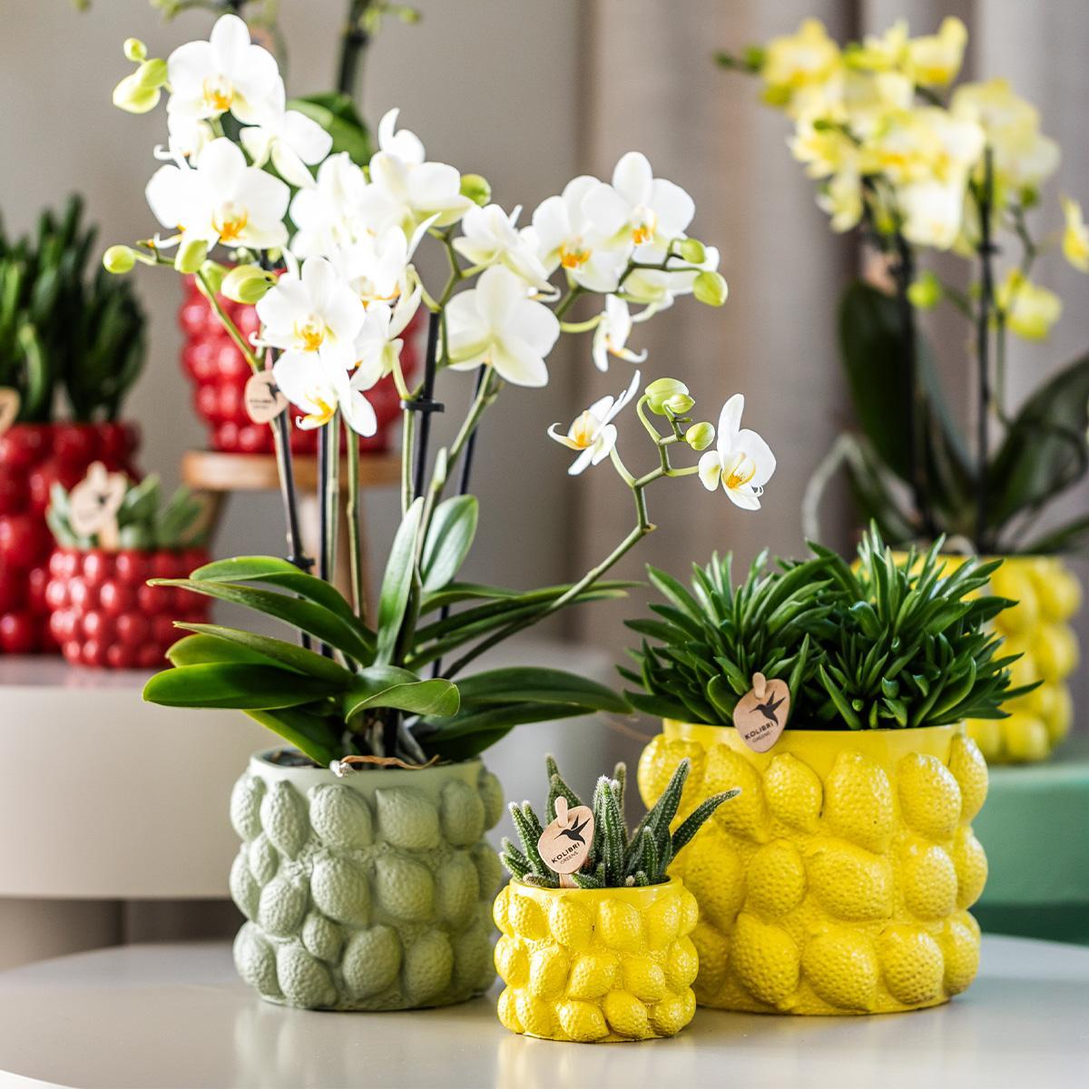 Kolibri Home | Citrus pot groen - Ø9cm