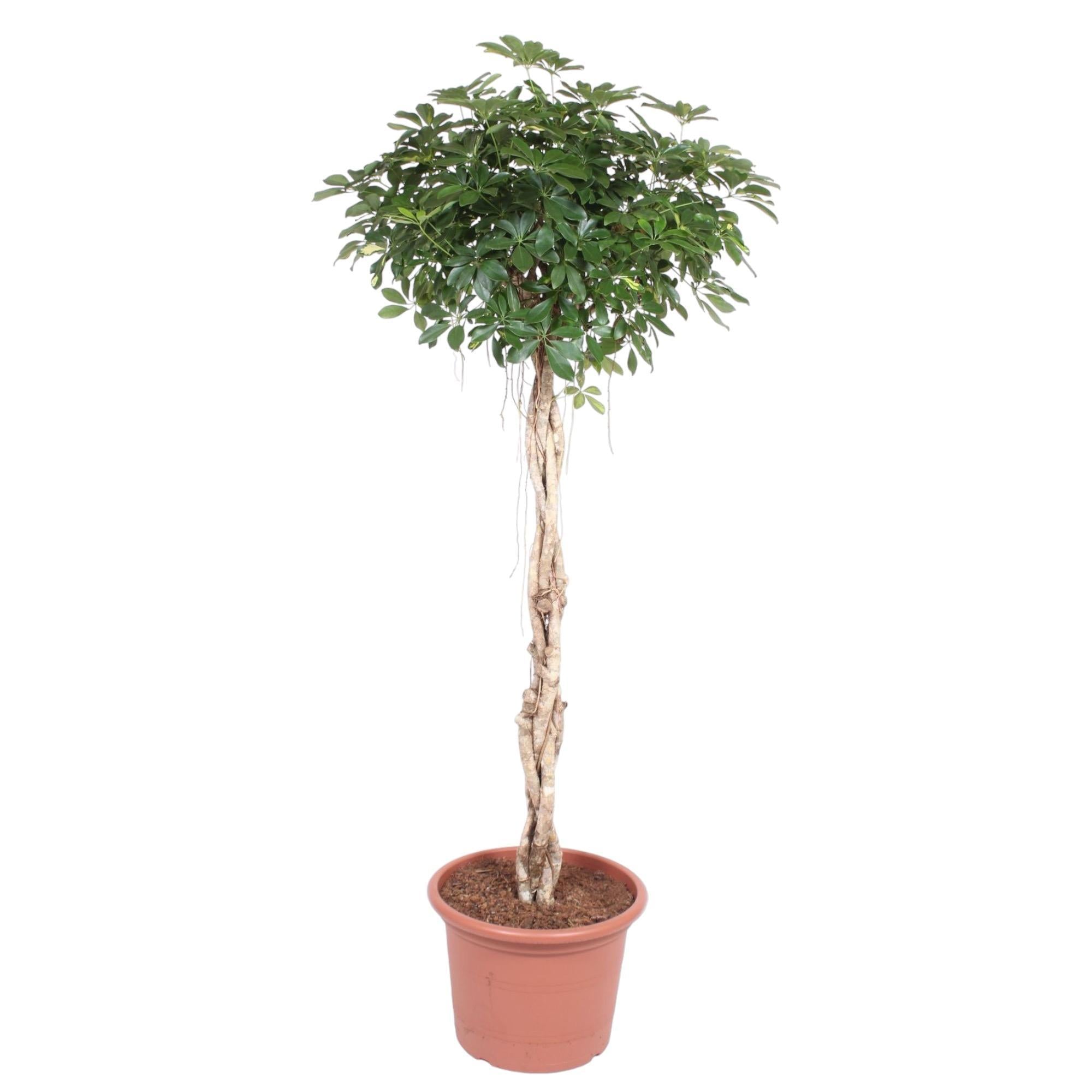 Schefflera Arboricola Compacta gevlochten stam - 200 cm - ø50