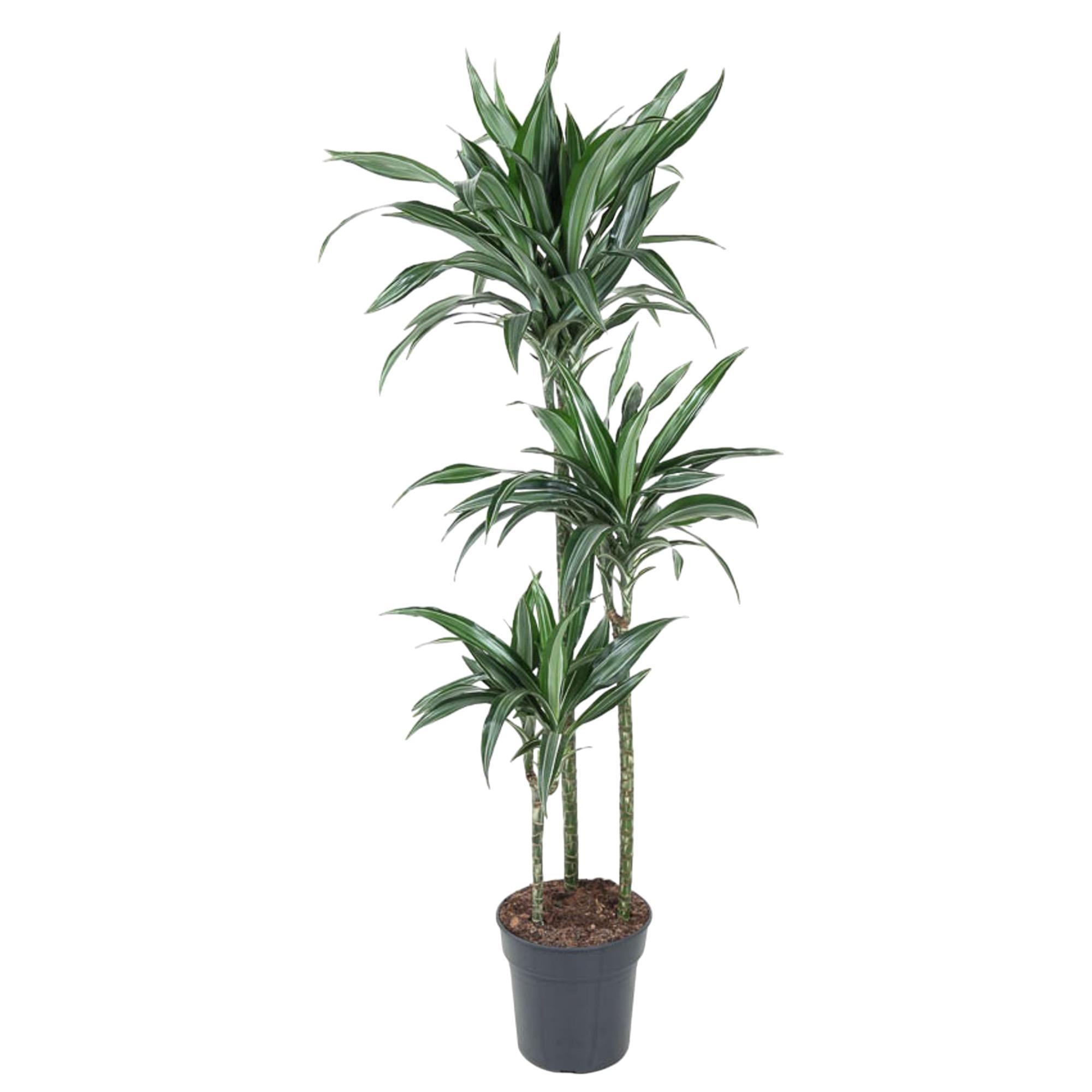 Dracaena Ulises - 150 cm - ø24