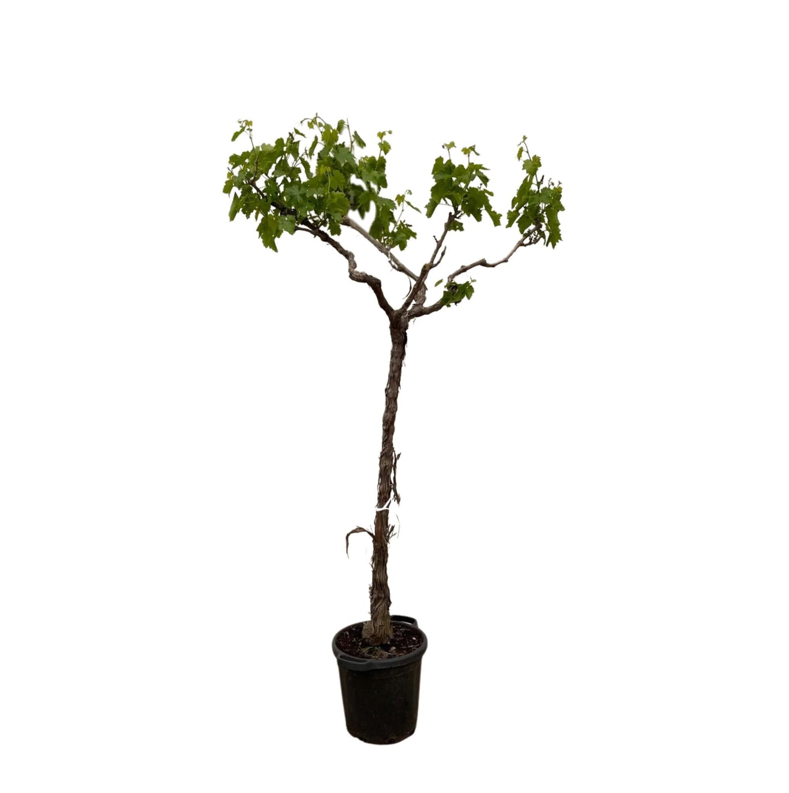 Druivenboom (Vitis Vinifera) stam vertakt - 200cm - ø35