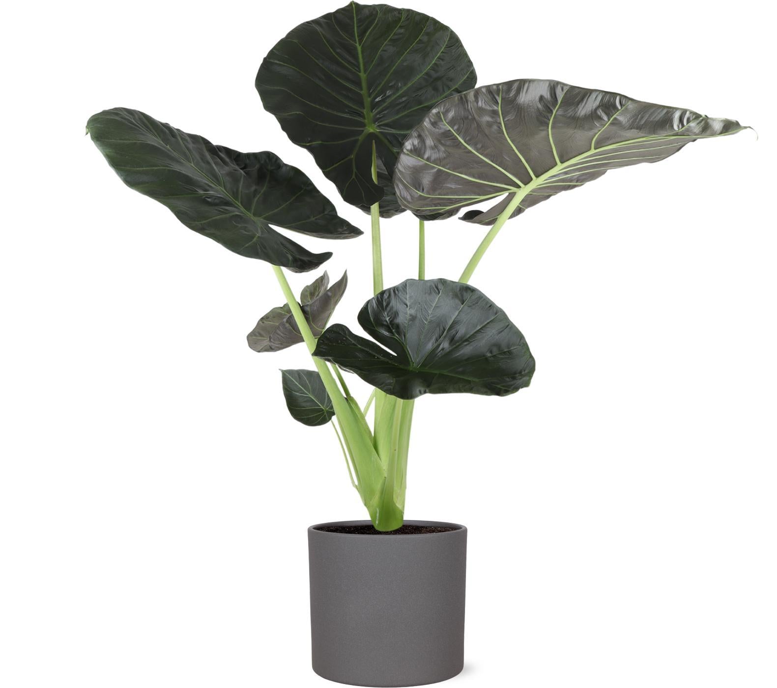 Alocasia Regal Shield Ø24cm - ↕110cm in Era ANTRACIET pot