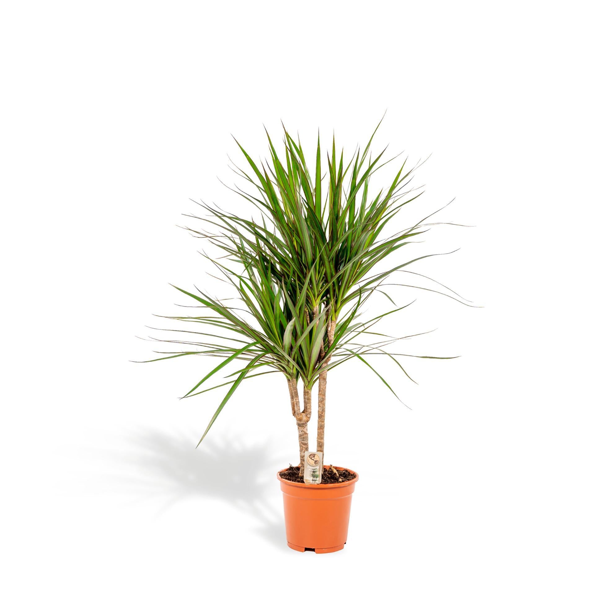 Dracaena Marginata - ↨90cm - Ø17cm