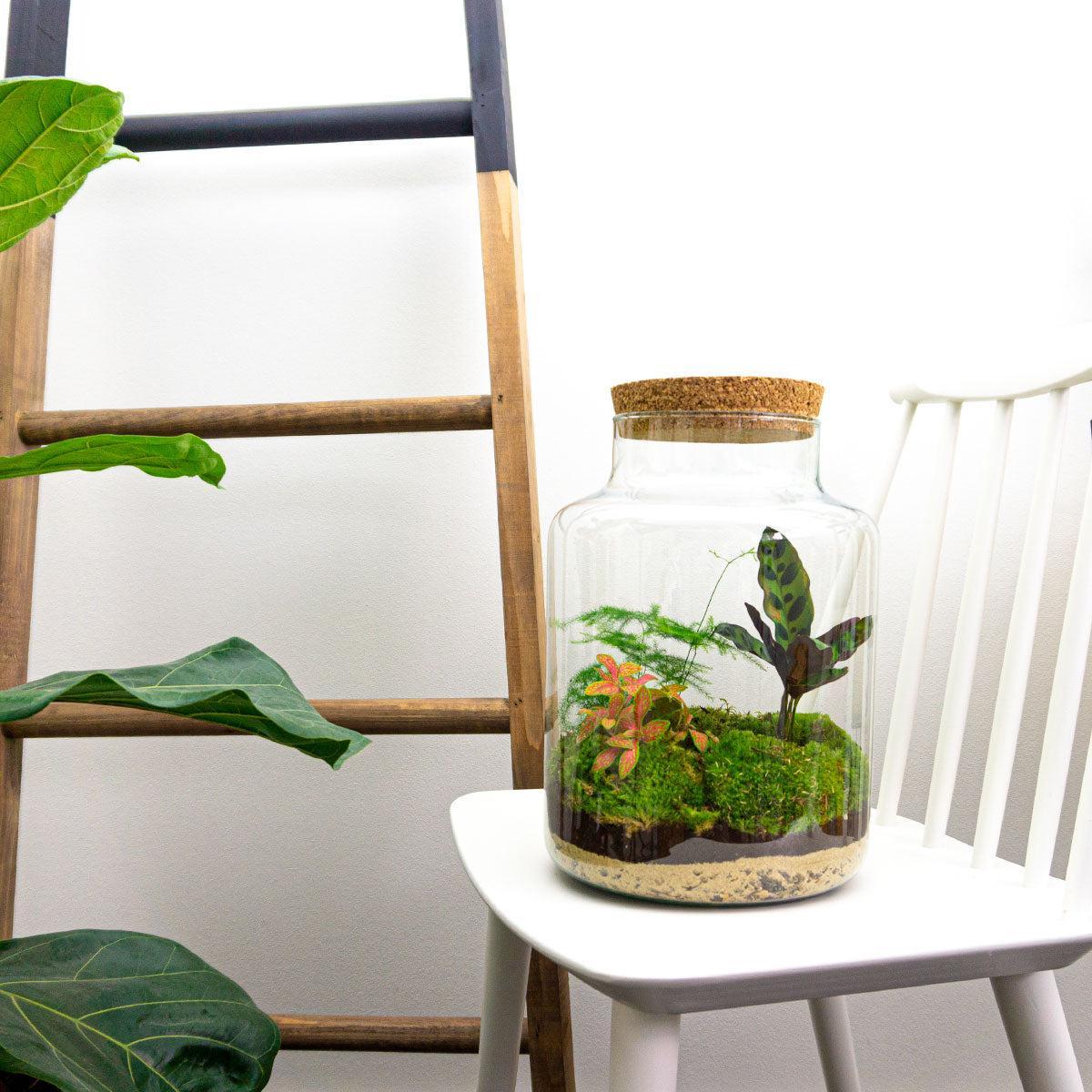 DIY terrarium - Milky - ↑ 30 cm