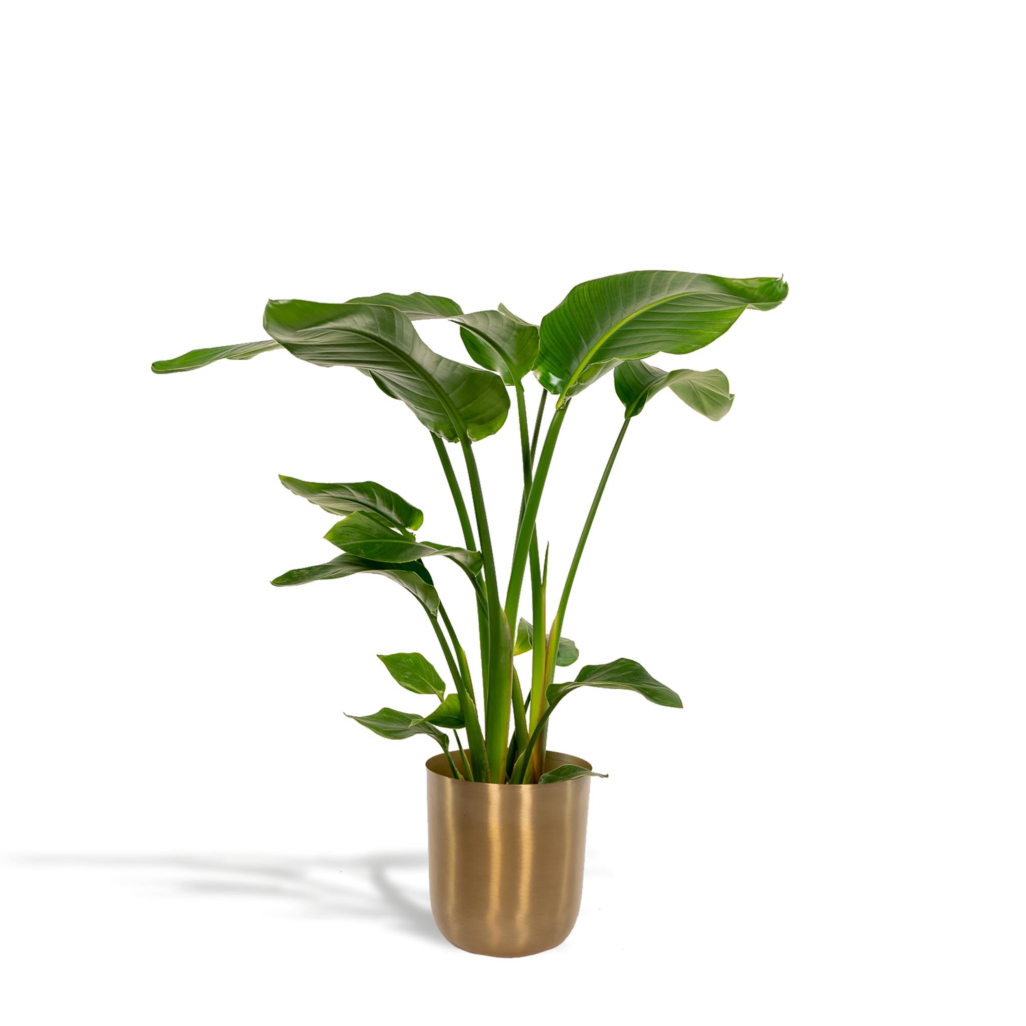 Strelitzia Nicolaid - ↨90cm - Ø19cm + Pot Mayk Gold