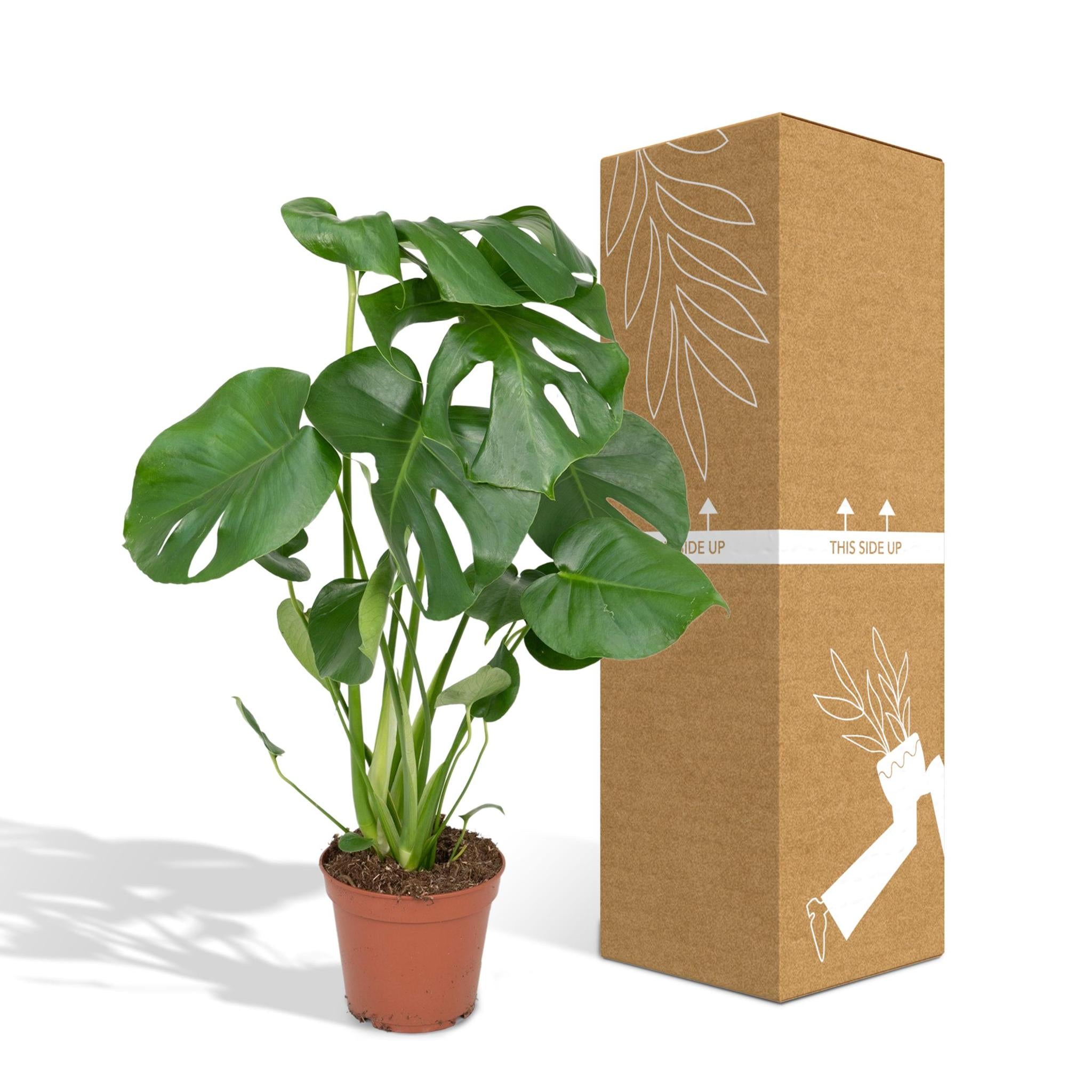 Monstera Deliciosa - Gatenplant - 55cm - Ø17